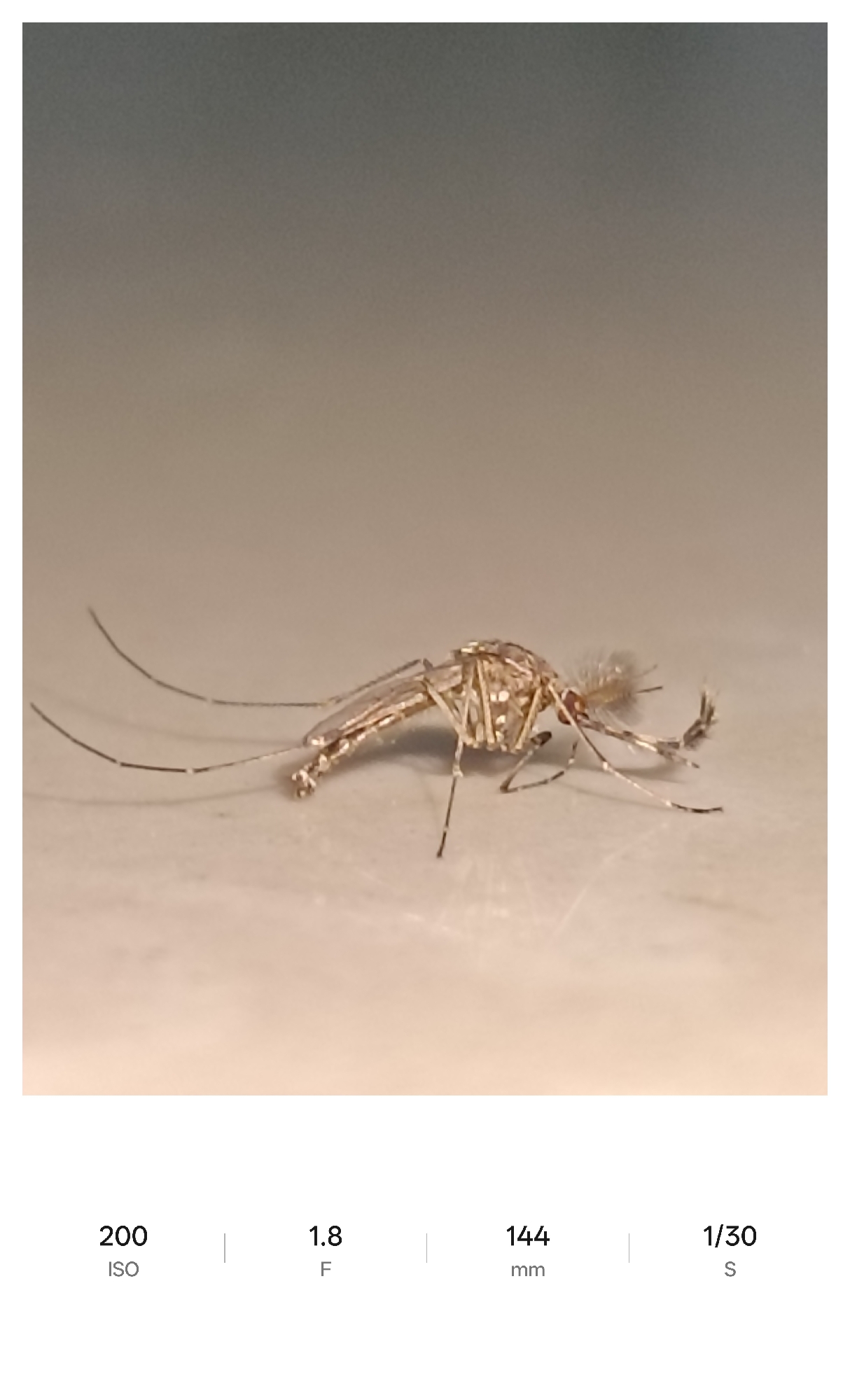A close-up, macro photograph captures a dead or incapacitated male mosquito lying on a light-colored, possibly reflective, surface. The mosquito's body is oriented towards the left, with its head slightly angled to the right. Detailed features of the insect are visible, including its segmented body, delicate legs, long antennae (one appearing distinctly plumose, characteristic of a male mosquito), and a bent proboscis. The mosquito's exoskeleton exhibits a subtle metallic or iridescent sheen. The background is softly blurred, displaying a gradient from a darker grey-brown tone at the top to a lighter beige-brown hue, suggesting an indoor environment where a wall meets a surface. The image was captured in Lhokseumawe, Indonesia. Below the image, visible camera settings include an ISO of 200, an aperture of F/1.8, a focal length of 144mm, and a shutter speed of 1/30 second.