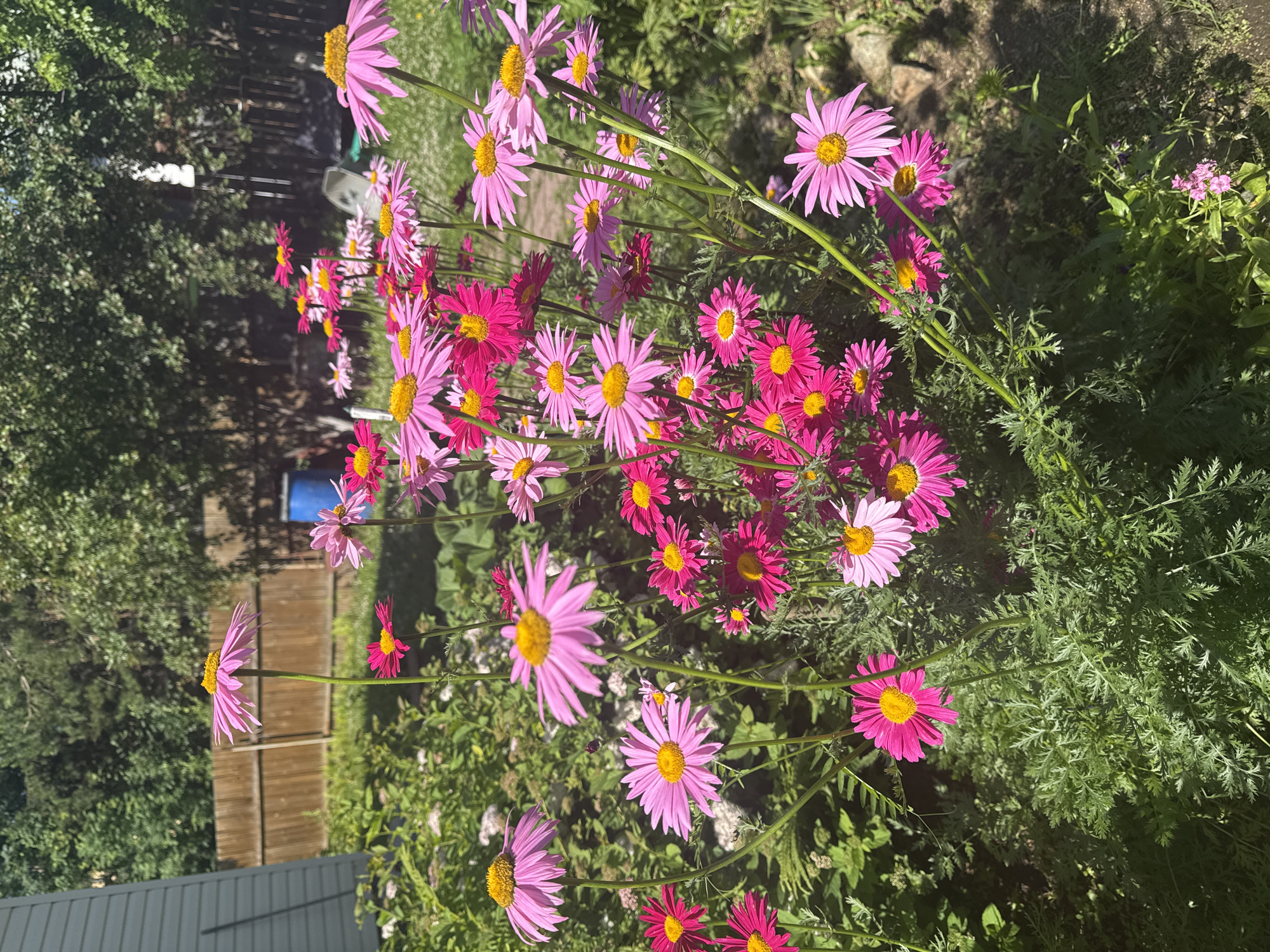 The image shows a close-up of a cluster of brightly colored daisies in a garden. The flowers are a mix of bright pink and lighter pink hues, with distinct yellow centers. They are in various stages of bloom, with some fully open and others partially closed. The foliage is a deep green, with finely cut leaves on some of the plants. In the background, a wooden fence is visible, along with the side of a building, trees, and a blue barrel. The sunlight suggests it is daytime, and the overall scene appears to be a well-maintained outdoor space. The location is identified as Kashino, Russia.
