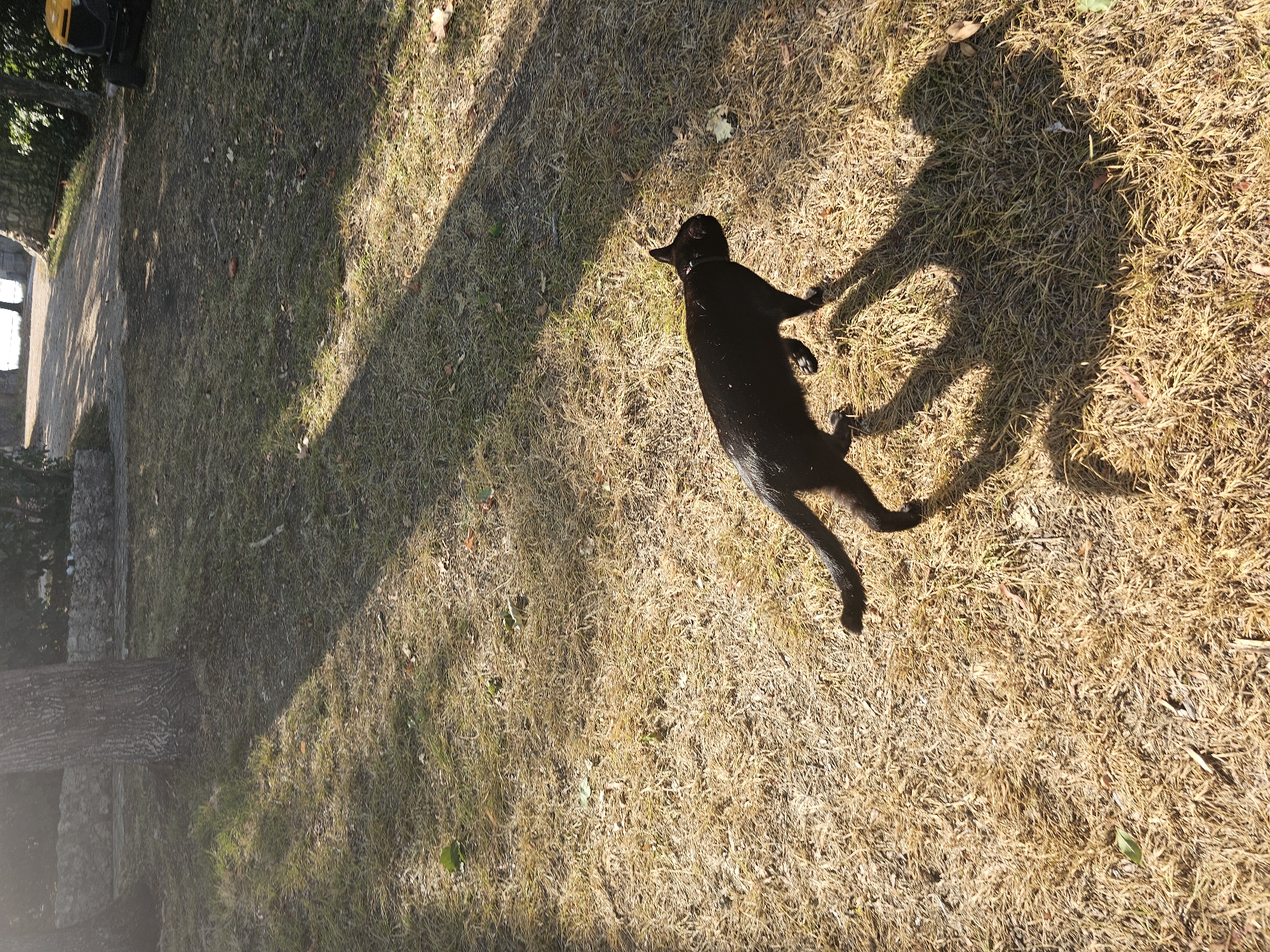 In the city of Rozès, France, a black cat with a red collar is walking on dry, brown grass under dappled sunlight. The cat is positioned in the lower right quadrant of the frame, facing towards the right and slightly away from the camera. Its tail is extended behind it, and its body is in motion, suggesting it is mid-stride. Long, dark shadows cast by trees stretch across the grassy area, indicating a sunny day. In the background, a stone wall and trees are visible, with a hint of water or a road leading away into the distance. A yellow lawnmower is partially visible in the upper right corner. The environment appears to be an outdoor space, possibly a park or a large garden.