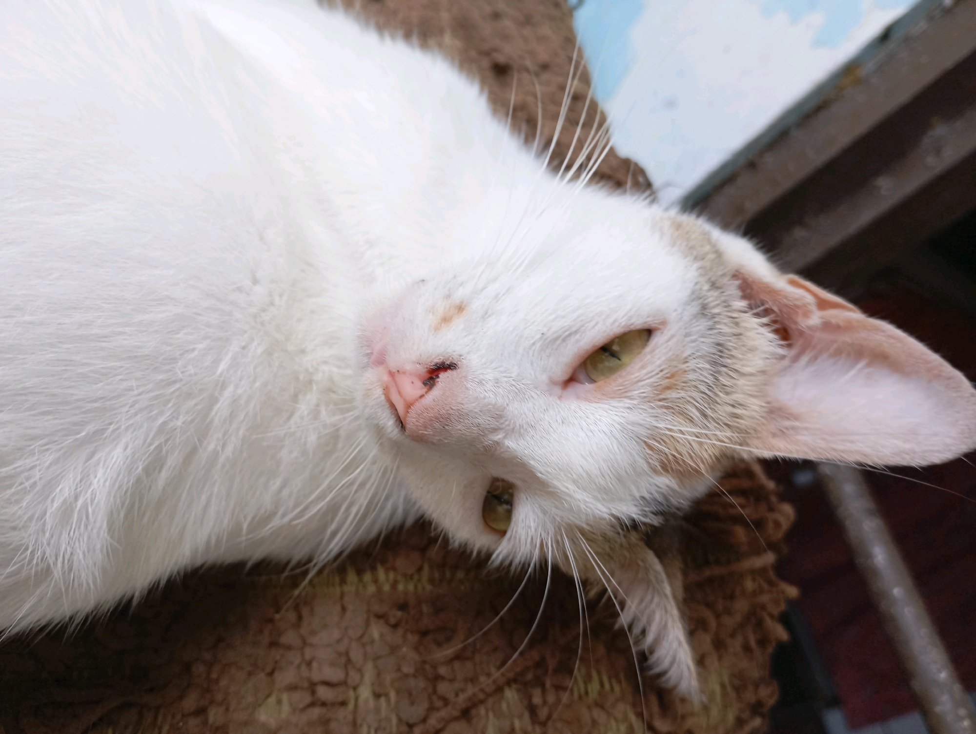 A close-up, high-angle shot shows a white and tan cat lying on its side. The cat's fur is mostly white with tan markings around its ears and a few tan spots on its head. Its eyes are a light green, and its nose is pink with a small black spot. The cat is resting on a brown, textured surface that appears to be a cushion or rug. In the background, a blue and white object is visible, possibly a wall or a piece of furniture, along with some dark, metallic structures. The scene is indoors or in a sheltered outdoor area, given the presence of the structures. The image does not contain any identifiable locations within Balikpapan, Indonesia.