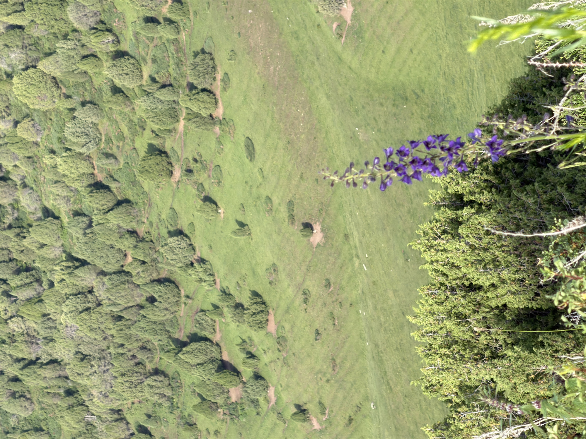 This is a vertical, eye-level shot of a steep, grassy hillside densely covered with evergreen trees. In the foreground, a stalk of purple flowers is in sharp focus on the right, with branches of green foliage to its left. The hillside descends and recedes into the distance, with more evergreen trees scattered across its surface. The terrain appears to be in a rural or natural area, possibly near Kashka Suu, Kyrgyzstan, given the context. The image captures a natural landscape with dense vegetation and a single flowering plant.