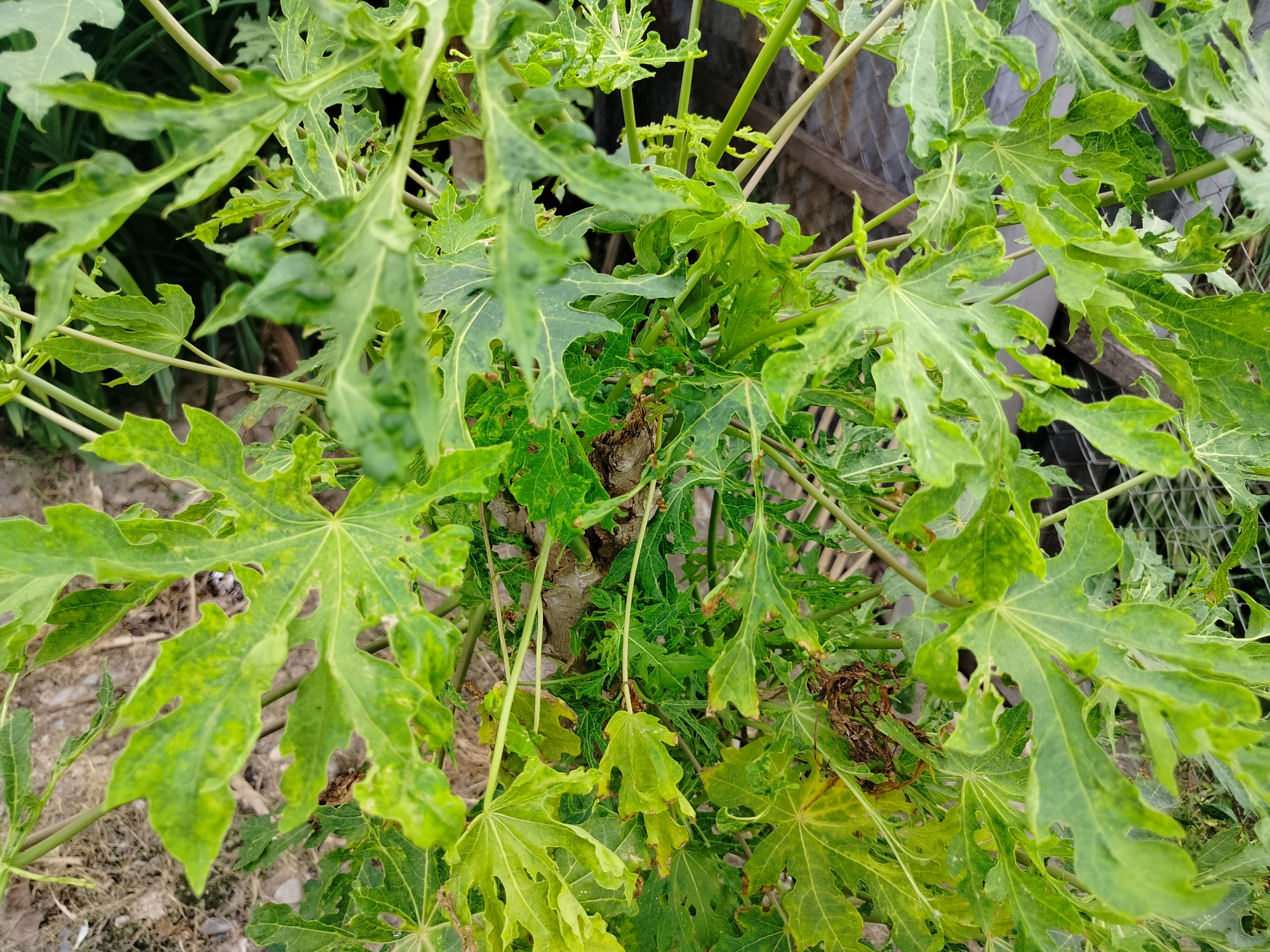 A close-up shot showcases the vibrant green leaves of a papaya plant, their distinctive palmate shape and serrated edges clearly visible. The leaves exhibit some signs of yellowing and spotting, suggesting potential nutrient deficiencies or disease. The stems of the plant are visible, varying in thickness and color from light green to a woody brown. In the background, a blurred scene of dry, brown ground cover suggests an outdoor environment, possibly a garden or farm. A metal fence and some wooden structures can be faintly seen in the distance, hinting at a cultivated area. The lighting is natural, indicating the photograph was taken during the day.