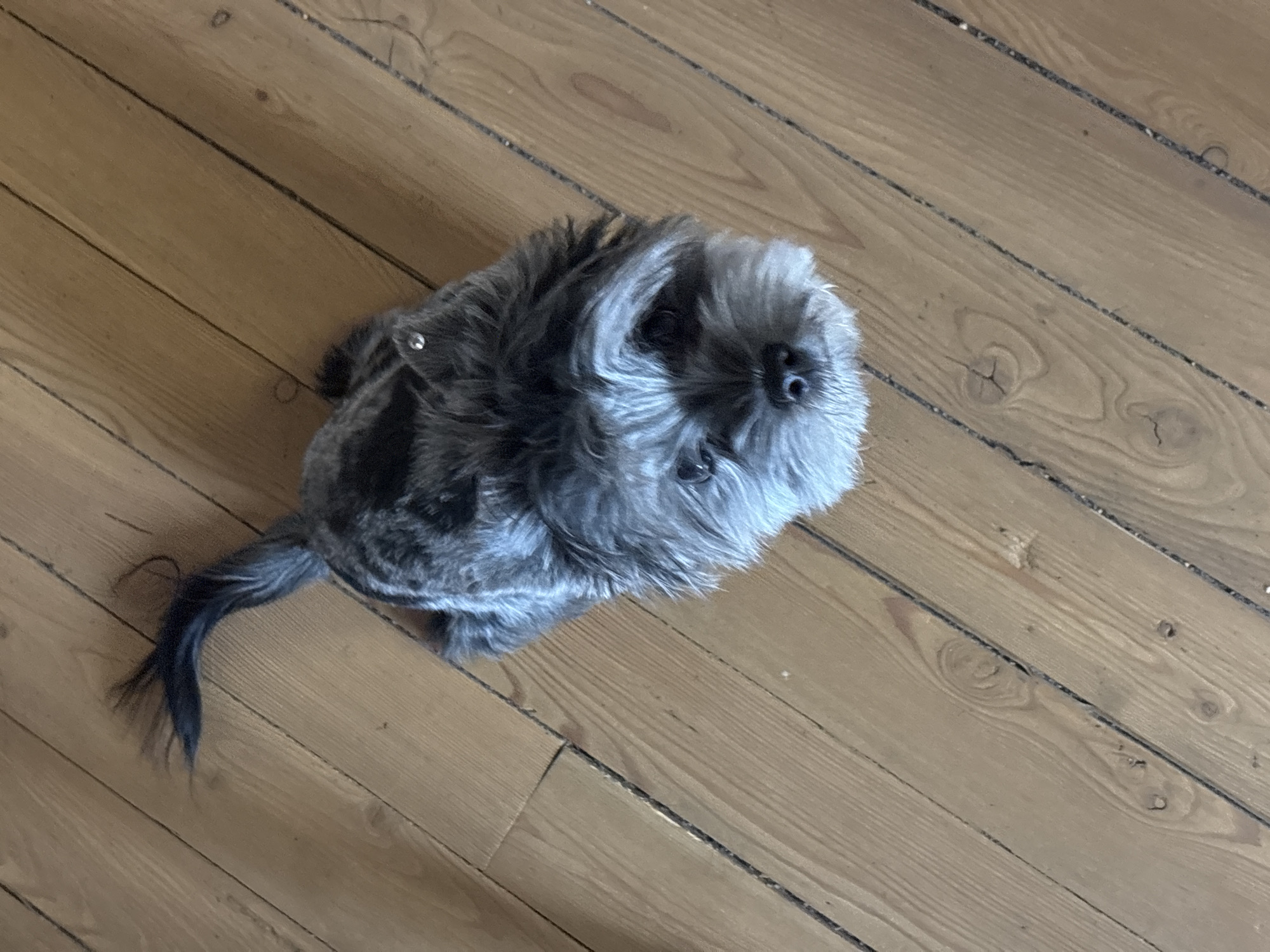 A small, fluffy, gray and black dog is pictured indoors, positioned on a light brown wooden floor. The dog, likely a terrier breed such as a Schnauzer or similar, is captured from a high-angle perspective, looking upwards towards the camera. Its body is angled to the left, with its head turned to face the viewer, displaying alert, dark eyes and a black snout. The dog's fur is multi-toned, with lighter gray on its face and neck, and darker gray to black on its body and tail, which curls slightly. A small, shiny, metallic button-like object is visible on its back, near the neck area. The wooden floorboards show distinct grain patterns, knots, and dark lines between them, indicating an aged or rustic appearance. The scene suggests a cozy domestic setting in Chaikovsky, Russia. There is no visible text in the image.