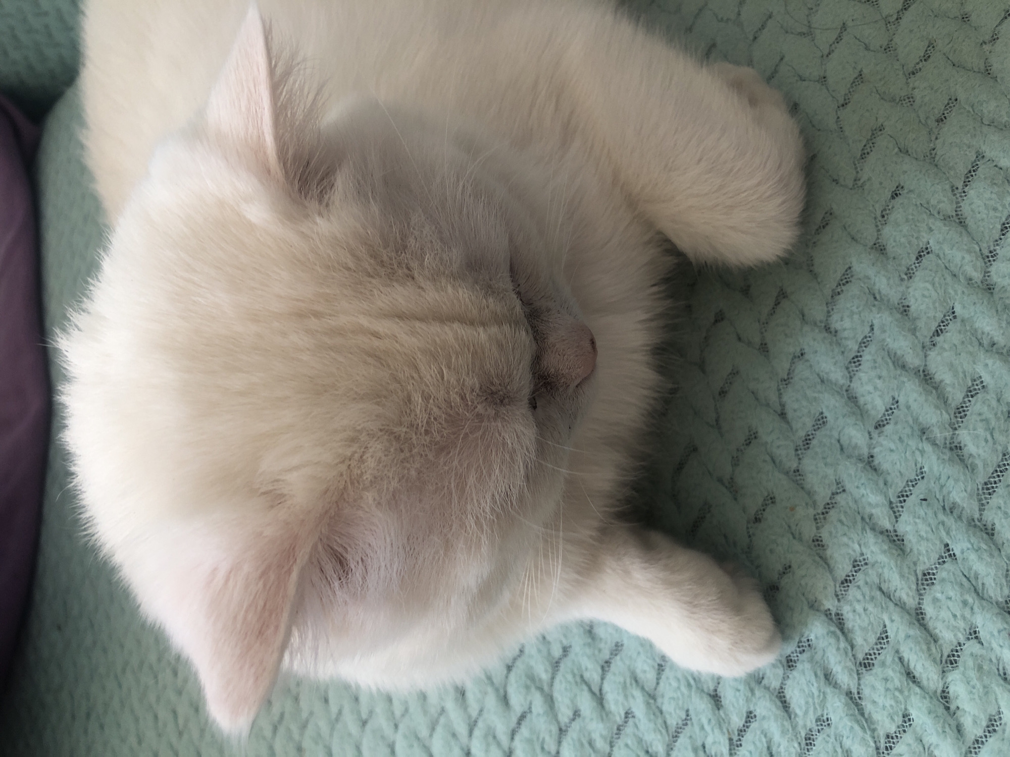 An overhead, slightly angled, medium shot captures a fluffy, light-colored cat resting on a textured, teal-colored blanket. The cat's head is lowered, with its eyes not visible. Its fur is a creamy white with subtle hints of pale pink around the ears and face. The cat's ears are small and pointed, partially obscured by its fur. One of its front paws is visible, resting on the blanket. The background shows a soft blur of purple and teal, suggesting other soft furnishings. The lighting is soft and diffused, highlighting the texture of the cat's fur and the blanket. The scene appears to be indoors, in a domestic setting.