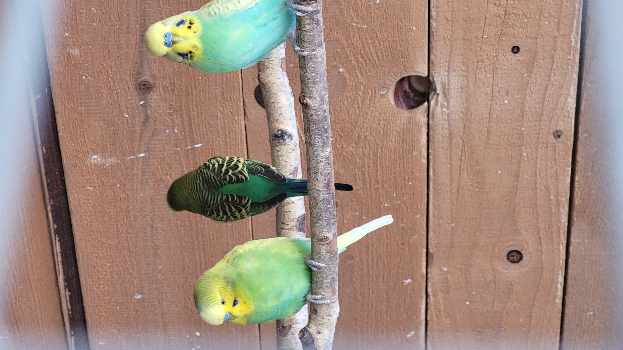 Three budgerigars are perched on a branch in front of a wooden wall. The budgerigar on the left is predominantly green with a yellow head and blue markings around its eyes. The budgerigar in the middle is dark green with black barring on its back and wings. The budgerigar on the right is light blue and green with a yellow head and blue markings around its eyes. The wooden wall has horizontal planks and a small circular opening. There is no indication of the location being Prešov, Slovakia.