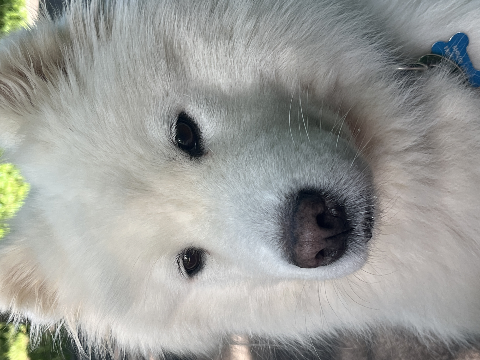 A close-up portrait of a fluffy white Samoyed dog is captured from the chest up. The dog has dark brown eyes and a black nose, with its white fur appearing soft and thick. A blue bone-shaped dog tag hangs from a silver ring around its neck. The background is softly blurred, with hints of green foliage suggesting an outdoor setting. The lighting appears to be natural sunlight, highlighting the texture of the dog's fur. The dog is looking slightly to the left of the camera.