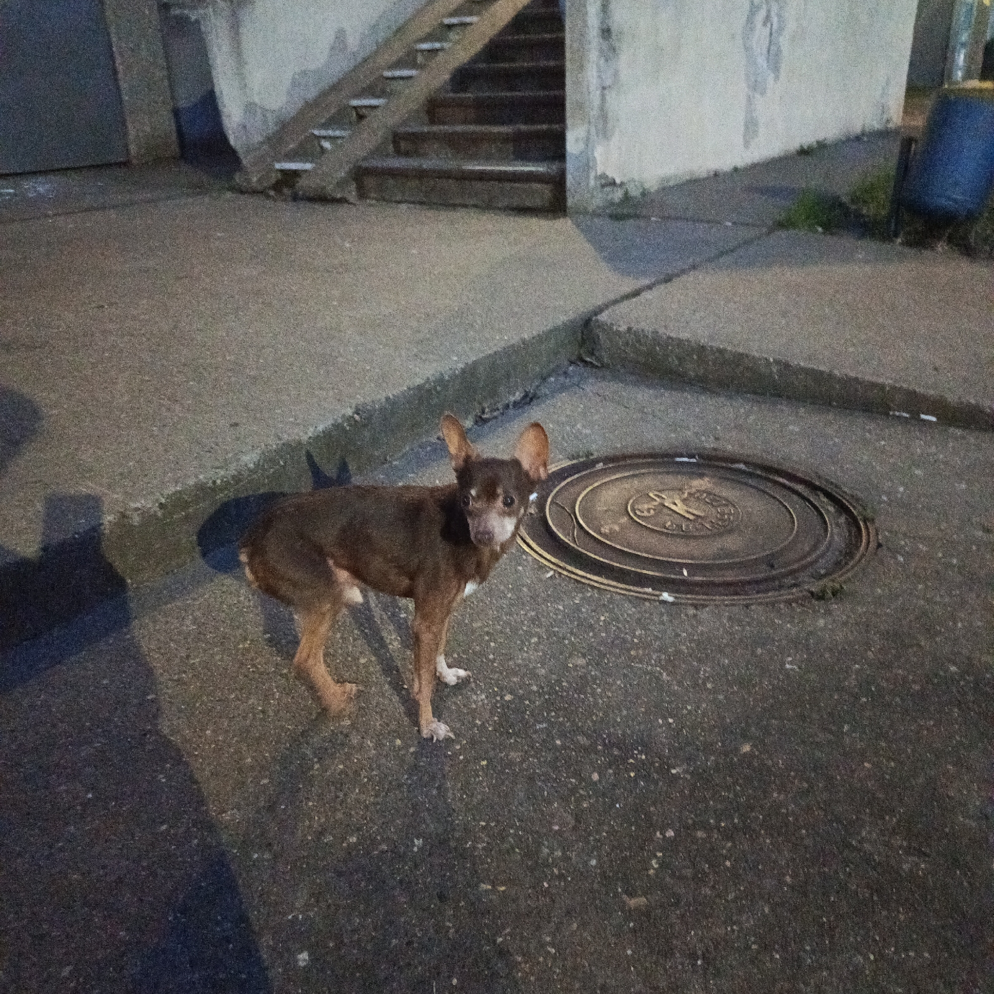 A medium shot shows a small, brown dog with erect ears standing on an asphalt surface next to a circular manhole cover. The dog is facing the camera with a slightly inquisitive expression. Behind the dog and manhole cover is a concrete curb. Further behind is a building exterior with a short staircase leading up to a doorway. To the right of the building is a blue cylindrical container. The scene appears to be dimly lit, suggesting it is either evening or night. Based on the location information provided, this scene is somewhere in the city of Марковский, Russia.