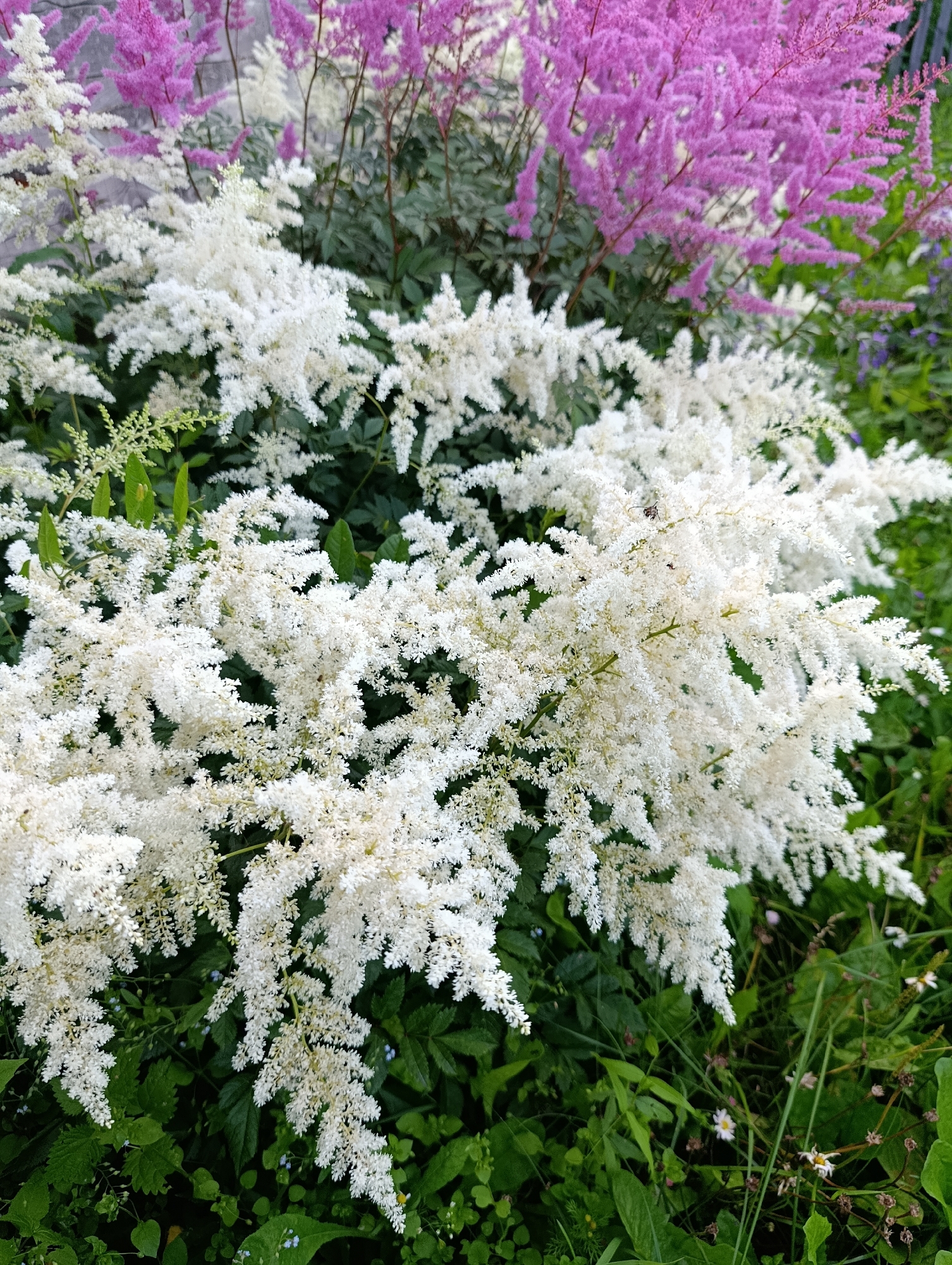 The image shows a close-up view of a garden bed with blooming Astilbe plants. In the foreground, a dense cluster of white Astilbe flowers dominates the frame, with their feathery plumes cascading downwards. Behind the white Astilbe, a section of vibrant pink Astilbe is visible, adding a contrasting color to the scene. The plants are set against a backdrop of lush green foliage and a hint of darker green leaves. The lighting suggests it is daytime, with the sun illuminating the delicate textures of the flowers. The image appears to be a still shot, with no active subjects or interactions depicted. The scene is set outdoors in a garden environment. While the image does not explicitly show the city of Зипуново, Russia, it depicts a common garden scene that could be found in such a location.