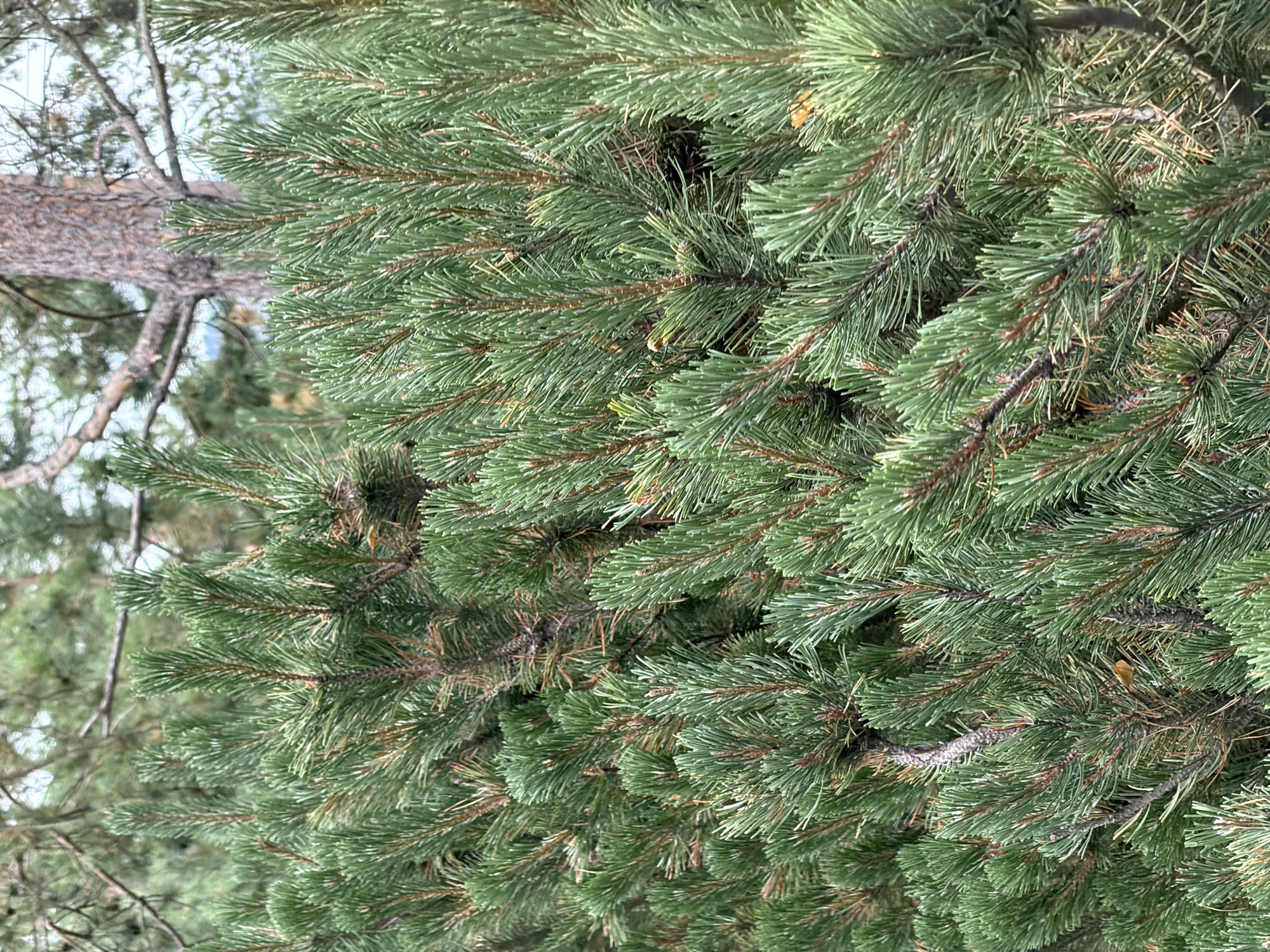 This is a close-up, eye-level photograph of a dense evergreen shrub or small tree, likely a pine or fir, in Озерное (майминский), Russia. The foliage is predominantly a vibrant green, with some brown, woody stems and branches visible throughout. The needles are short and sharp, densely packed, creating a textured appearance. In the background, out of focus, is the trunk of a larger tree with rough, textured bark, and further beyond, blurred greenery suggesting a forest or natural environment. The lighting is overcast or diffused, creating soft shadows and a muted color palette. No people or animals are present in the image. The scene appears natural and undisturbed.