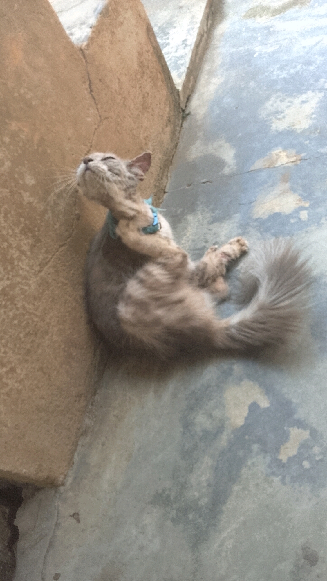 A light brown and gray fluffy cat with white markings is lying on its back on a gray concrete floor next to a tan, rough-textured wall. The cat is wearing a light blue collar and appears to be scratching its neck with its hind leg. Its eyes are closed, and its head is tilted back. The background consists of the wall and the concrete floor, which shows some water stains and discoloration. The lighting suggests it is daytime.