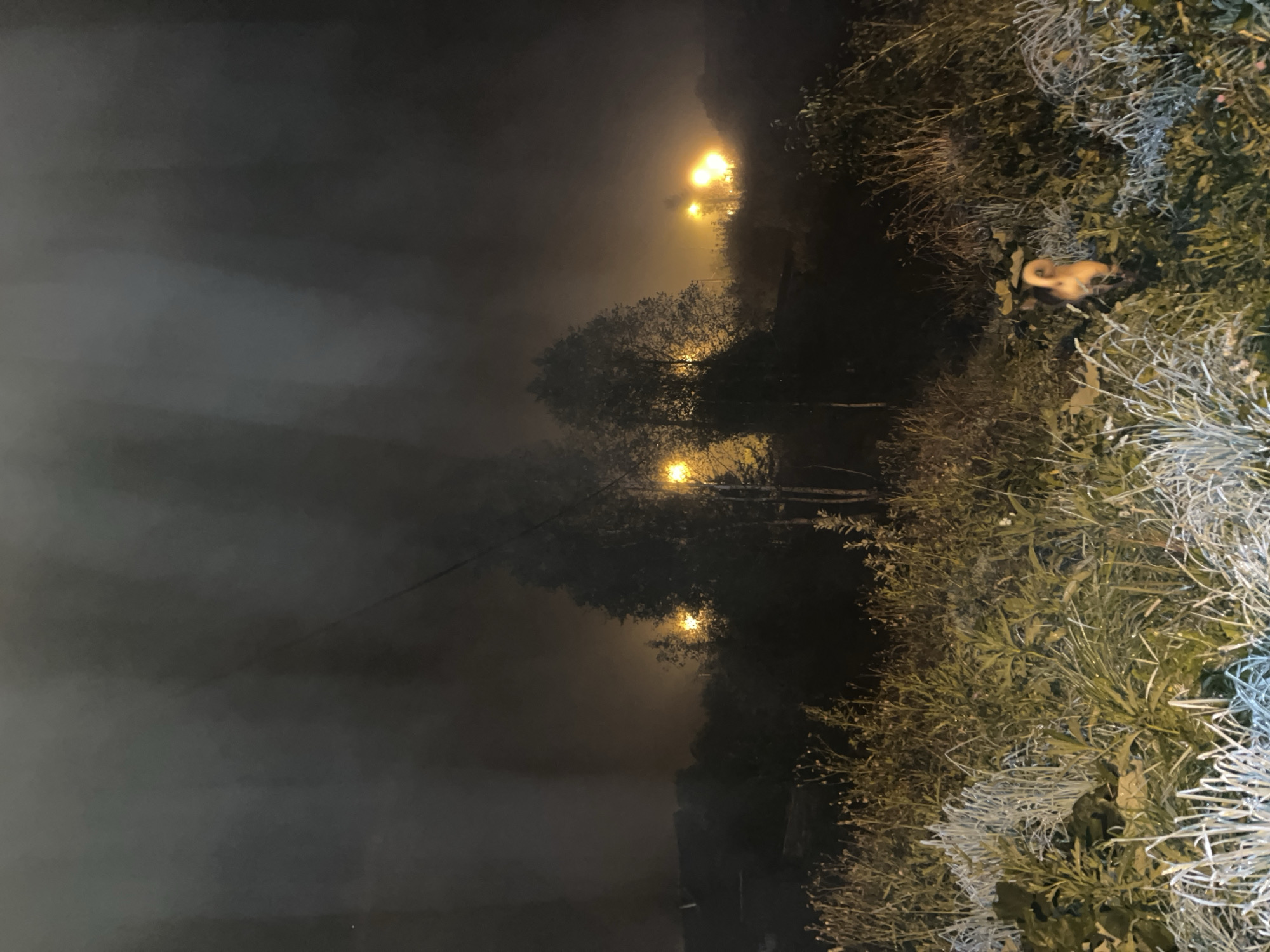 This image depicts a foggy night scene in a semi-rural or suburban area, possibly on the outskirts of Nizhny Tagil, Russia, given the context. In the foreground, there is overgrown vegetation and tall grass, some of which appears frosted or dewy due to the low light and possibly cool temperature. A small, light-brown dog is visible in the lower right quadrant of the image, facing away from the camera and partially obscured by the foliage.
In the mid-ground, a cluster of trees stands silhouetted against an eerie, yellowish glow emanating from multiple streetlights. The fog or mist diffuses the light, creating halos around the lamps and obscuring distant details. The trees appear to be deciduous, with sparse foliage.
The background is dominated by a dark, hazy sky, with more diffused light sources suggesting further built-up areas or more streetlights further in the distance. A power line stretches diagonally across the upper portion of the image. The overall atmosphere is dim, quiet, and somewhat mysterious, amplified by the fog and the artificial lighting.