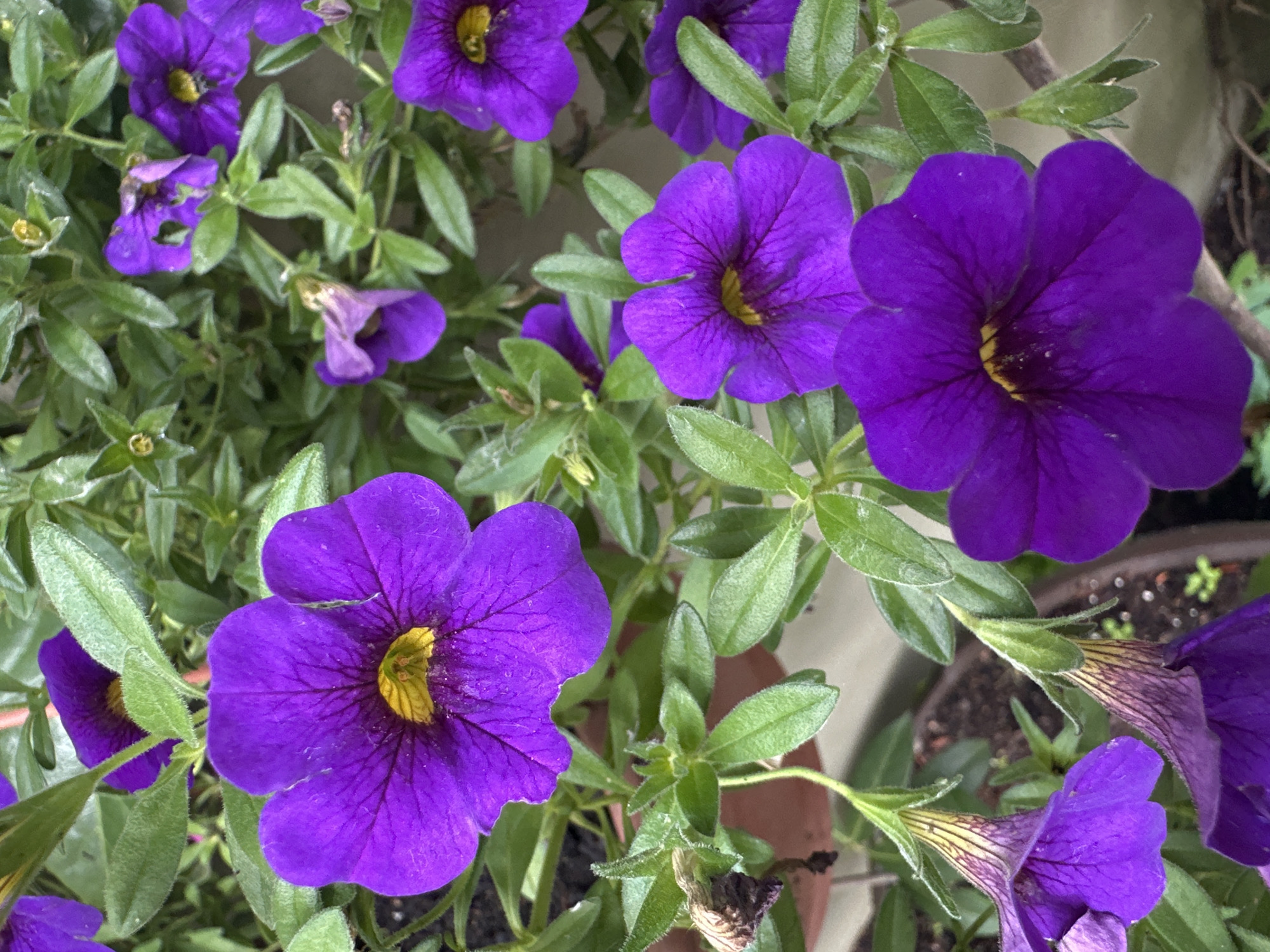 The image displays a close-up view of several purple petunia flowers with yellow centers, set against a backdrop of green foliage. The flowers are in various stages of bloom, with some fully open and others partially closed. The foreground features two prominent petunias, one in the bottom right and another in the center, both exhibiting vibrant purple petals and detailed veining. In the upper left, a partially visible petunia shares a similar coloration. The background is composed of the plant's leaves and stems, with hints of soil and a terracotta pot visible at the bottom. The lighting suggests an overcast or shaded environment, as there are no strong shadows. The image does not contain any people or specific actions. The context provided about the city of Łódź, Poland, is not discernible from the visual information within the image itself.