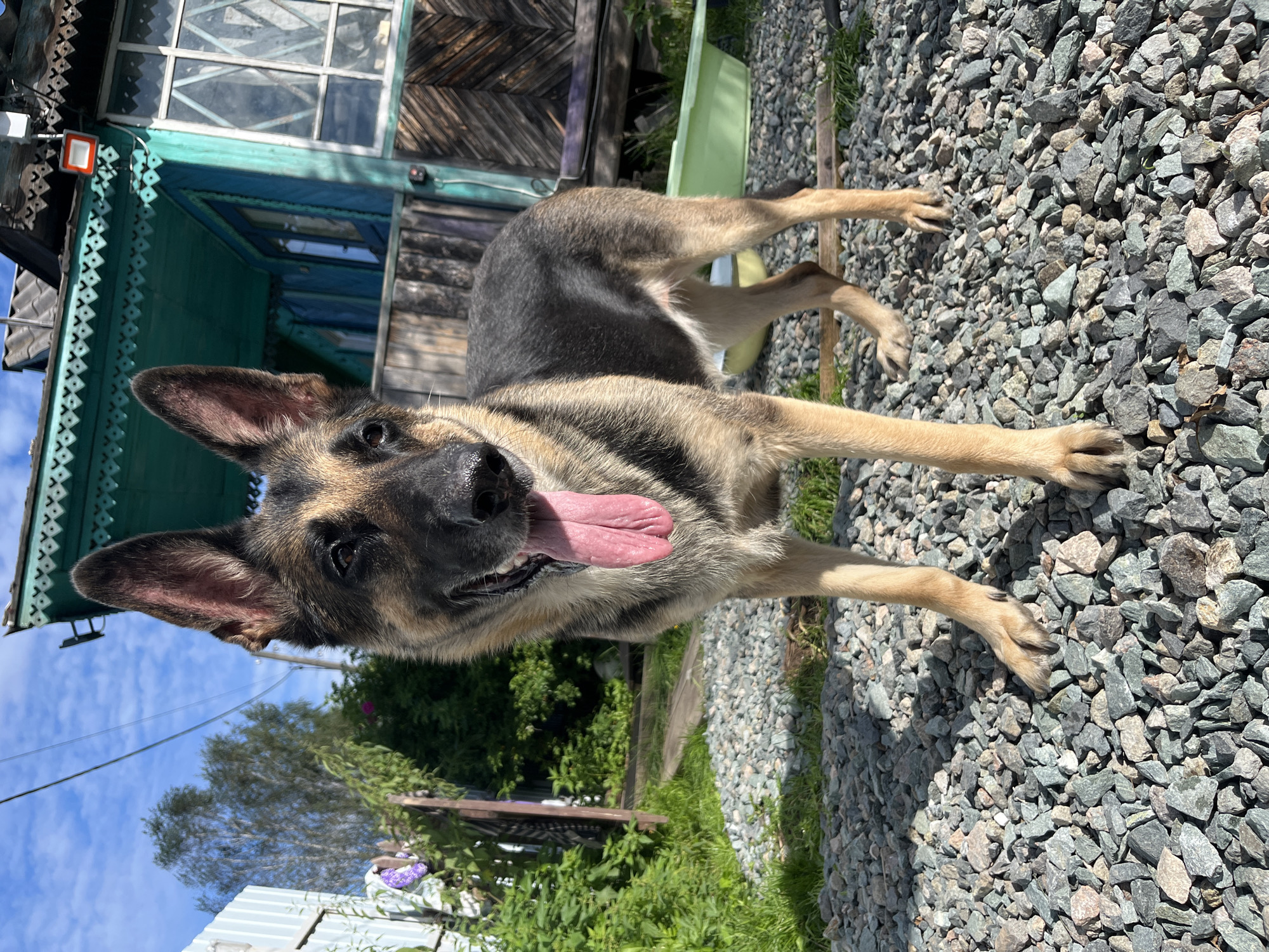 A medium-shot vertical outdoor photograph shows a German Shepherd dog standing on a gravel path in front of a wooden house. The dog is facing forward, with its mouth open and tongue hanging out. Its ears are perked up, and its eyes are looking directly at the camera. The dog's fur is a mix of black, tan, and brown.
The house in the background is made of dark wood and painted teal. It has intricate wooden trim along the roofline and around the windows. A white fence is visible to the left of the house. Green foliage and trees are present behind the dog and the house. The sky is blue with some clouds. A light green plastic tub is visible behind the dog, on the ground. The overall impression is a rustic, rural setting.
The location is identified as Nizhny Tagil, Russia.