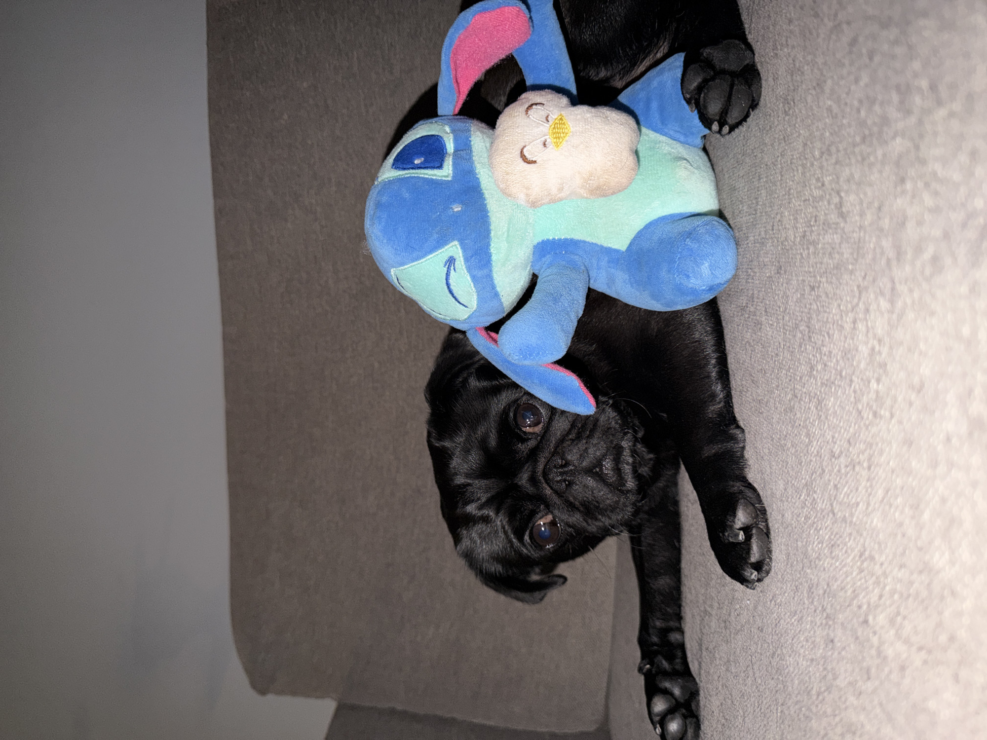 A black pug is lying on a gray couch next to a stuffed toy resembling Stitch. The pug is looking towards the camera with its head tilted slightly. The stuffed toy is blue with pink accents and has a smaller, light-colored character held in its arms. The couch appears to be in an indoor setting. The image is a photograph.