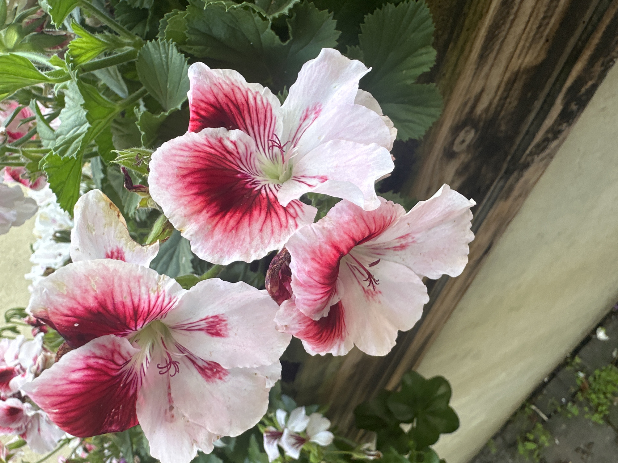 The image shows a close-up view of several pink and white geranium flowers with dark pink or red veining. The flowers are in bloom and are arranged in a planter box, which appears to be made of weathered wood. Green leaves are visible behind the flowers. The background consists of a light-colored, textured surface and a paved area with some small plants growing between the stones. The overall impression is of a garden setting, possibly a balcony or patio. The image does not contain any information that would allow for the determination of its specific location within the city of Łódź, Poland, or any other city.