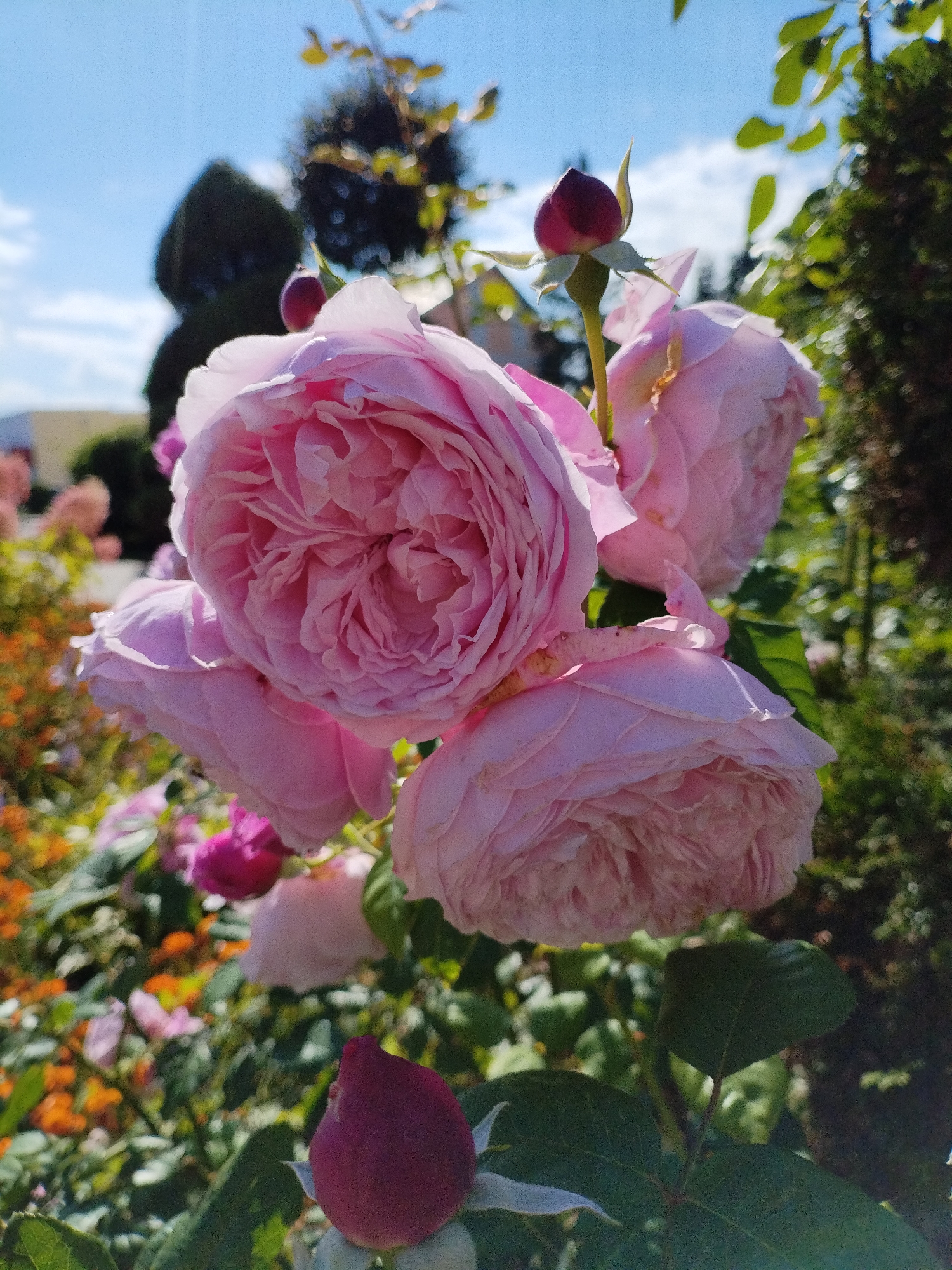A cluster of pink roses is in bloom, with one dark pink bud prominently displayed in the foreground. The roses are large and have many delicate petals. In the background, a tree with dark green foliage and a clear blue sky are visible. The scene appears to be a garden, possibly located in Bialynichy, Belarus.