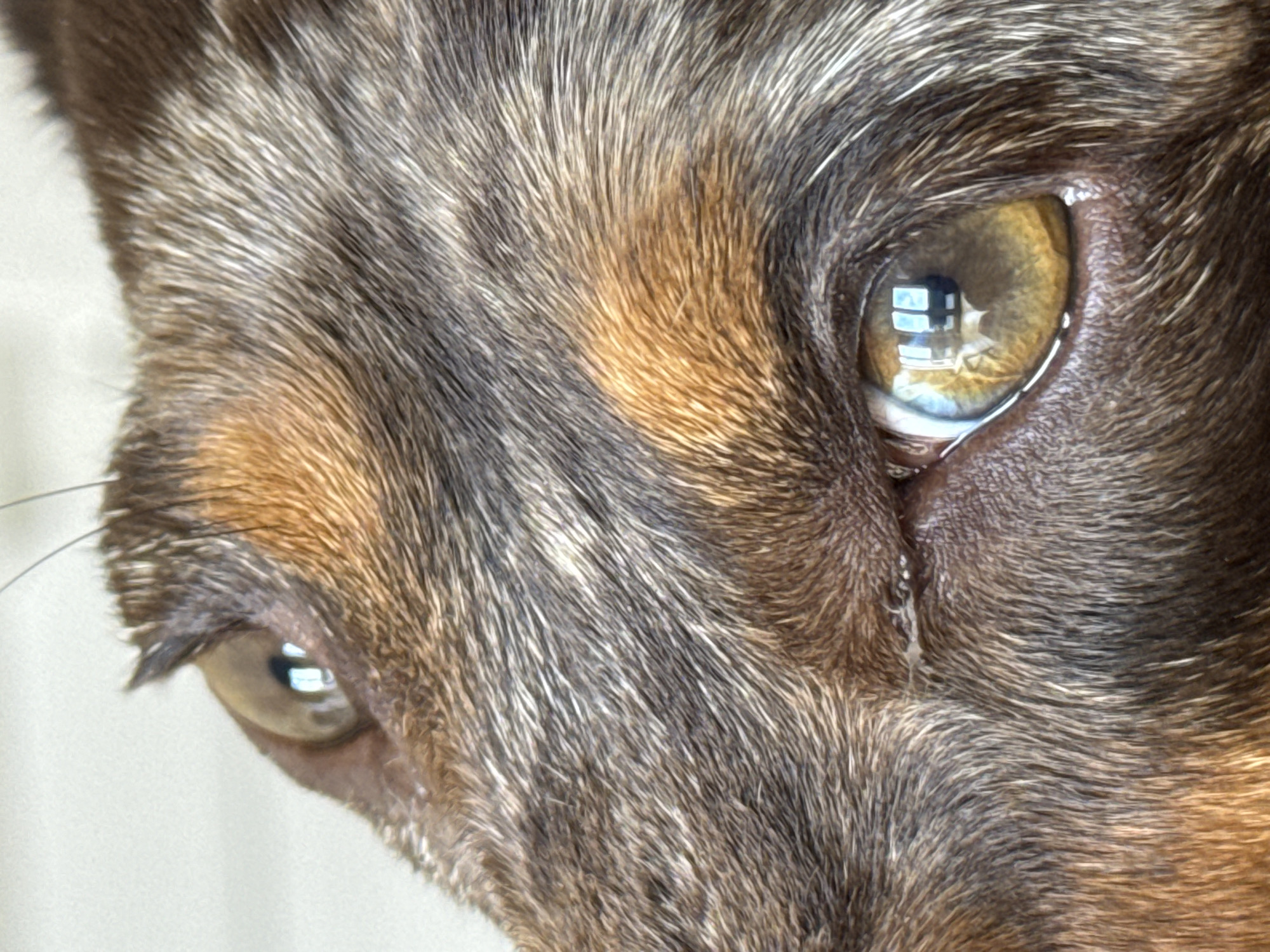 A close-up shot focuses on the face of a dog, specifically highlighting its eyes and surrounding fur. The fur exhibits a mix of colors including gray, brown, and tan. The dog's eyes are a golden-brown hue, with a distinct reflection of a window and building visible in the left eye, suggesting an urban environment. There's a small tear or moisture near the corner of the eye. The overall composition is tightly cropped, drawing attention to the dog's facial features. The image was taken in the city of Los Angeles, in the United States of America.