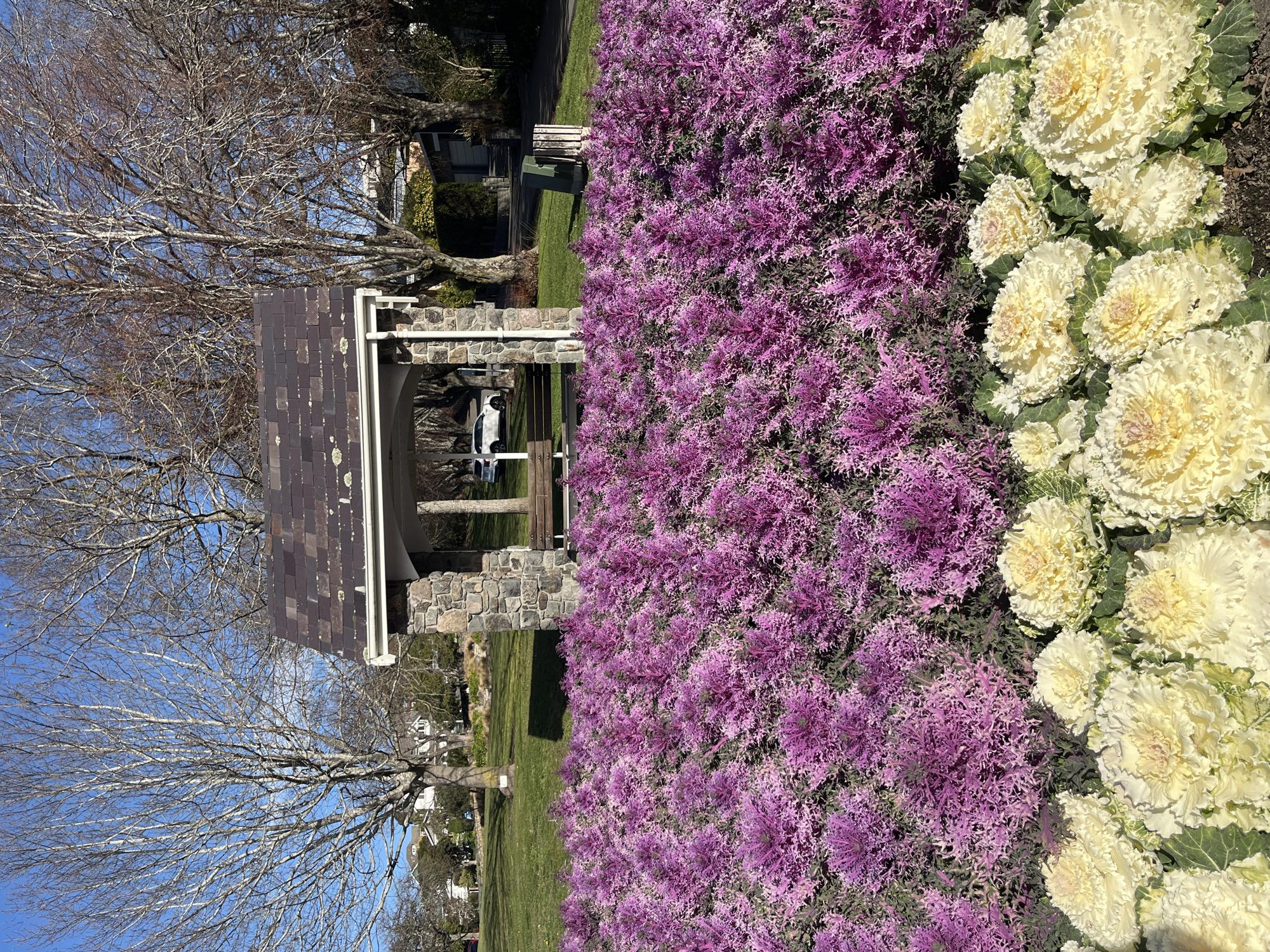 This image depicts a park in Christchurch, New Zealand, featuring a prominent flowerbed in the foreground. The flowerbed is densely planted with two distinct varieties of ornamental kale. The front row consists of large, ruffled cabbage-like plants in creamy white and pale yellow hues. Behind these, a vast expanse of ornamental kale with frilly, magenta-purple leaves dominates the scene, creating a vibrant carpet of color.

In the mid-ground, a stone and timber gazebo with a dark tiled roof stands under a canopy of bare trees, their branches reaching towards a clear blue sky. A wooden bench is visible inside the gazebo, and a white car is parked beyond it. The surrounding area is covered in green grass, with more bare trees and some residential buildings in the background. To the right of the gazebo, a green trash bin and a slatted waste receptacle are situated near a paved path. The overall scene suggests a well-maintained public space during late autumn or winter, given the deciduous trees.