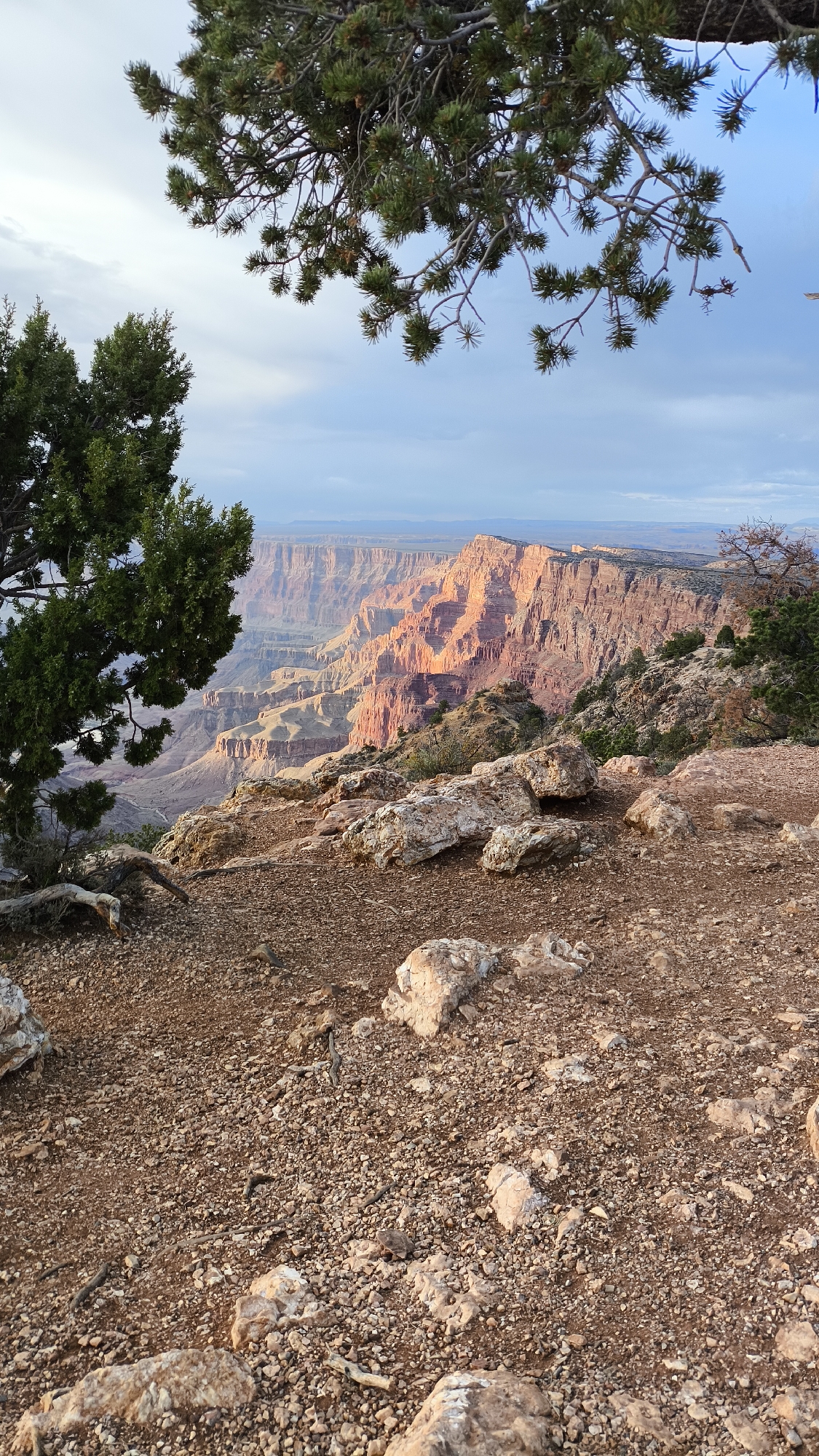 The image depicts a scenic view of the Grand Canyon in Grand Canyon Village, Arizona, United States. In the foreground, a rocky, gravelly terrain is visible, dotted with small plants and branches. A large evergreen tree with dark green foliage stands on the left side of the frame, partially obscuring the view of the canyon. Further back, the Grand Canyon stretches out, characterized by its layered rock formations bathed in the warm light of what appears to be sunrise or sunset. The canyon walls display a gradient of colors, from deep reds and oranges to lighter hues, highlighting the geological stratification. The sky above is a mix of blue and light grey clouds. The scene is natural and undeveloped, focusing on the vastness and natural beauty of the canyon. No people or artificial structures are prominently featured.