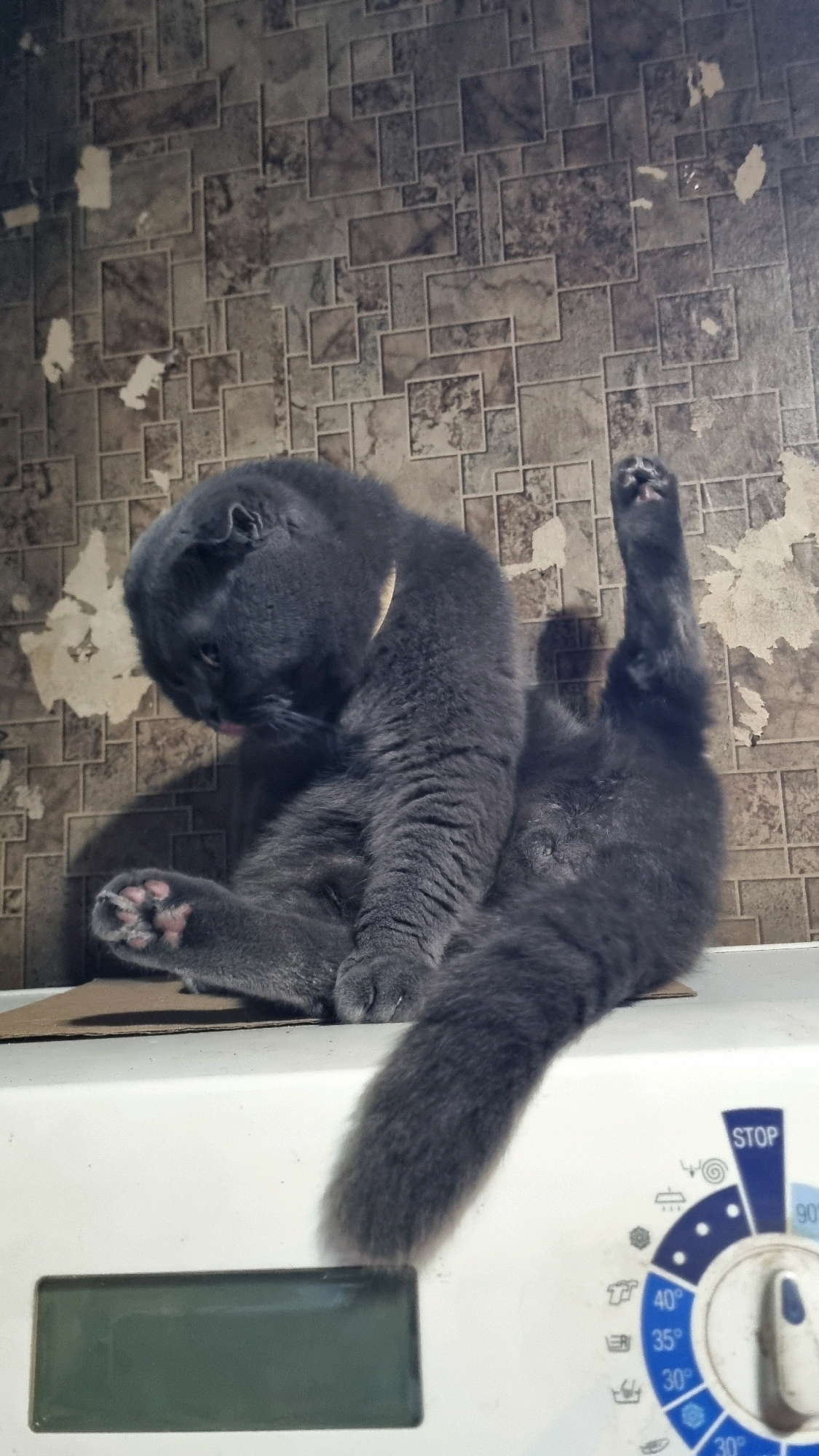 A gray cat is sitting on a white appliance, possibly a washing machine, with its rear leg raised. The cat is licking itself. The background is a tiled wall with a pattern of squares in shades of brown and gray, some of which are peeling. A digital display is visible on the appliance in the foreground, and a dial with temperature settings is also visible. The scene appears to be indoors, in a domestic setting, likely a laundry room or bathroom. The location of Vysokoe, Russia is not evident from the image itself.