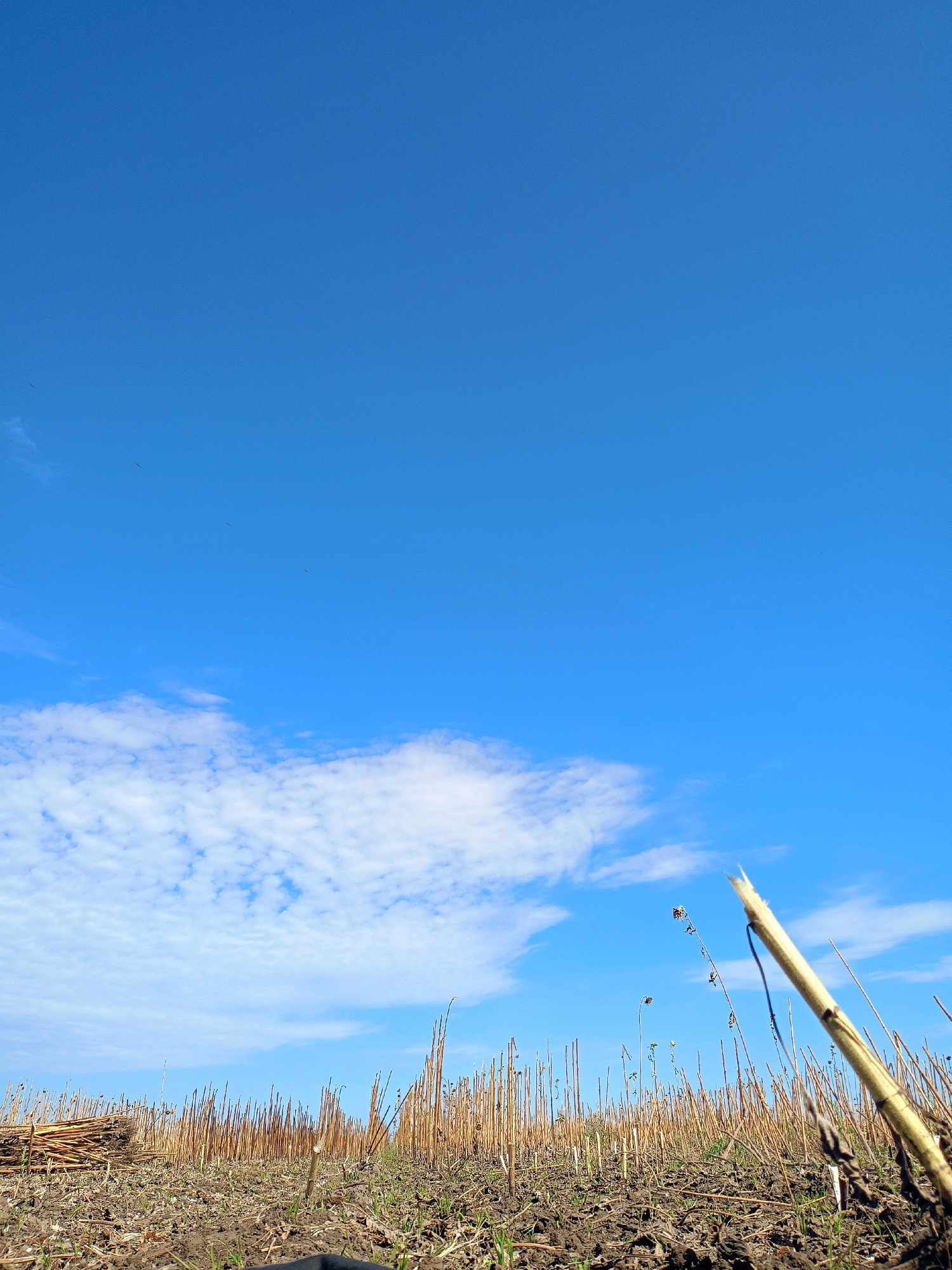 This image depicts a vast, cloudless blue sky dominating the upper portion of the frame. A few wispy white clouds are visible in the lower left quadrant. The lower portion of the image shows a dry, harvested field, likely after a crop has been removed, leaving behind stubble and dry stalks. In the foreground, a thick stalk of dried plant material is prominently positioned and angled upwards. The ground appears to be dark soil with some sparse green shoots emerging. In the far left, a bundle of collected dried stalks is stacked. The overall scene is a rural landscape under a bright sky. This photograph was taken in Baurci, Moldova.