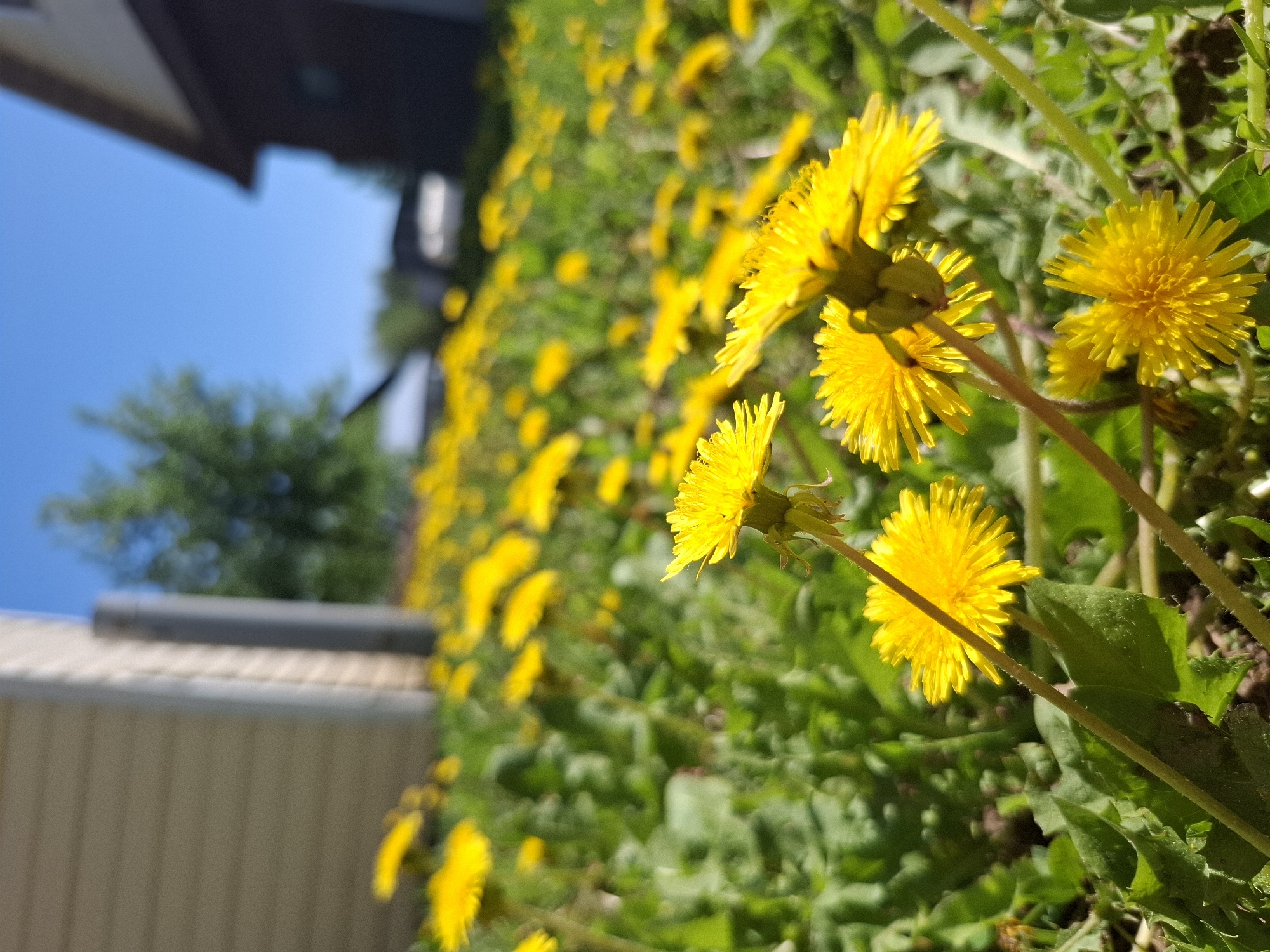 A ground-level photograph captures a dense cluster of yellow dandelions in full bloom. The dandelions are positioned primarily in the right half of the frame, with their green stems and foliage creating a lush, textured backdrop. The blossoms exhibit bright, sunny yellow petals.
In the background, the image shows a building, a tree, and a patch of blue sky. The building, partially visible on the left side of the image, is composed of a white wall topped with a horizontal gray element. The tree, visible against the sky, appears as a green, leafy mass. The sky is clear and light blue.
Based on the location provided, the image is likely taken in or near Амзя, Russia.