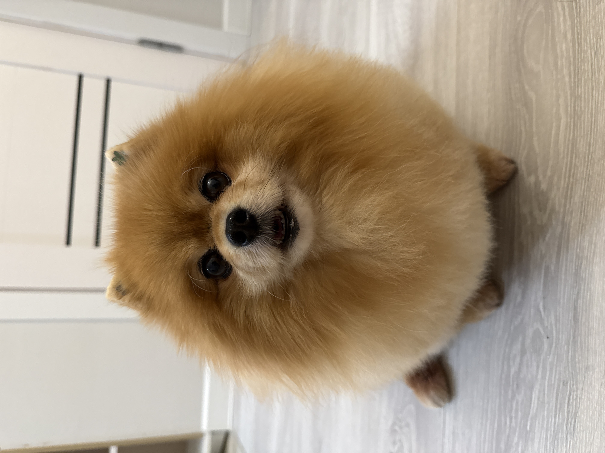A fluffy, light brown Pomeranian dog sits on a light gray wooden floor. The dog is facing forward, looking directly at the camera with its mouth slightly open. The dog's ears are small and pointed, with a small green marking on the tip of its right ear. The background is blurred and appears to be an indoor setting with a white door or wall.
