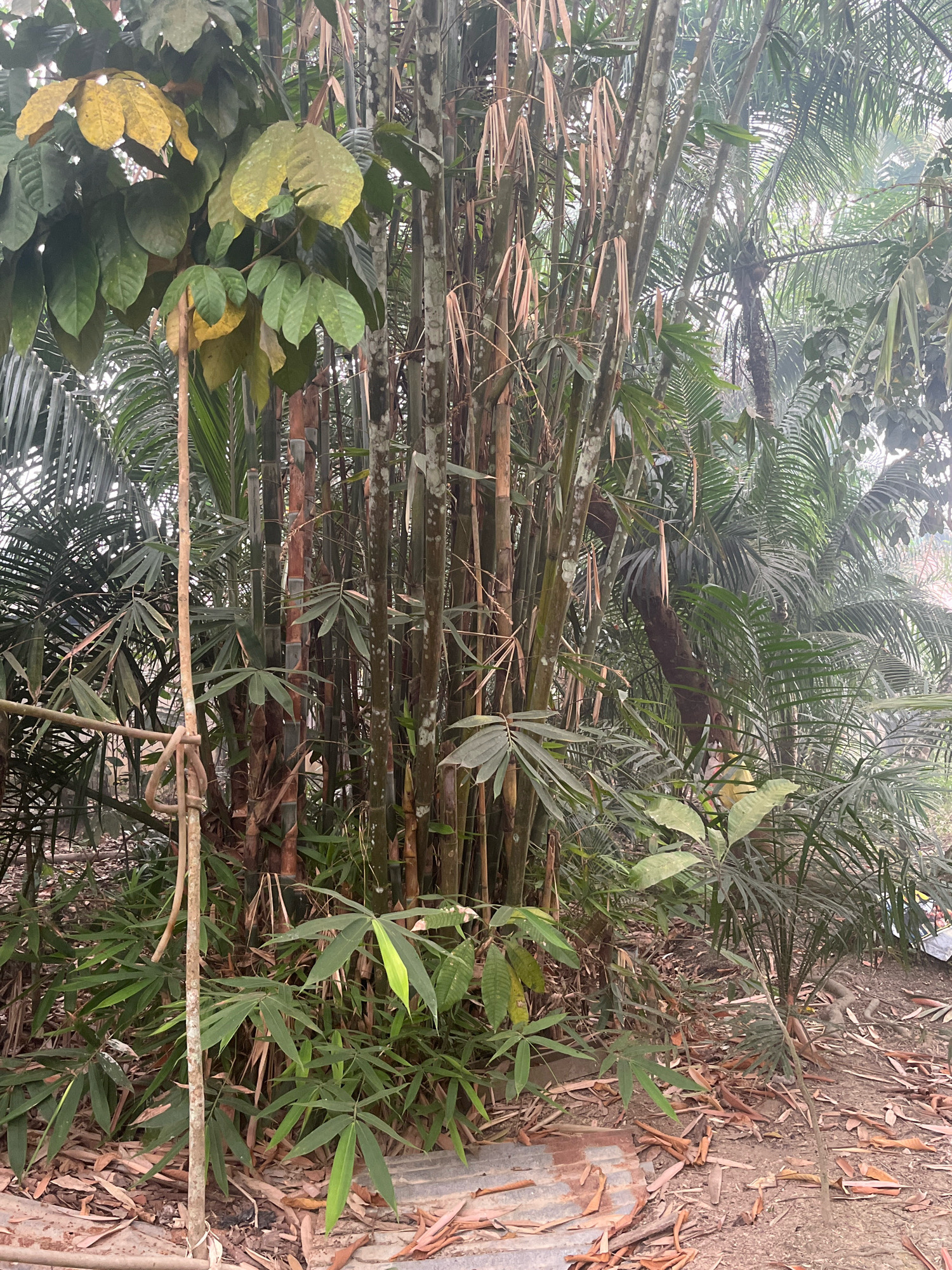 A dense cluster of bamboo stalks, ranging in color from dark green to reddish-brown, dominates the center of the image. Several of the stalks appear to be mature, with visible nodes and occasional remnants of dried leaves. Some of the thinner stalks are leaning, entwined with each other. To the left, a large plant with broad, green leaves, some of which are yellowing, hangs over the bamboo. In the background, the fronds of palm trees are visible, creating a layered, tropical effect. The ground is covered with dry leaves and debris, and a section of what appears to be a tiled surface is partially visible in the lower left and right of the image. The lighting suggests an overcast or shaded environment. The scene depicts a naturalistic setting within a garden or jungle environment, likely in Meliau Hulu, Indonesia, given the dense tropical vegetation. There are no people or animals visible in the image.