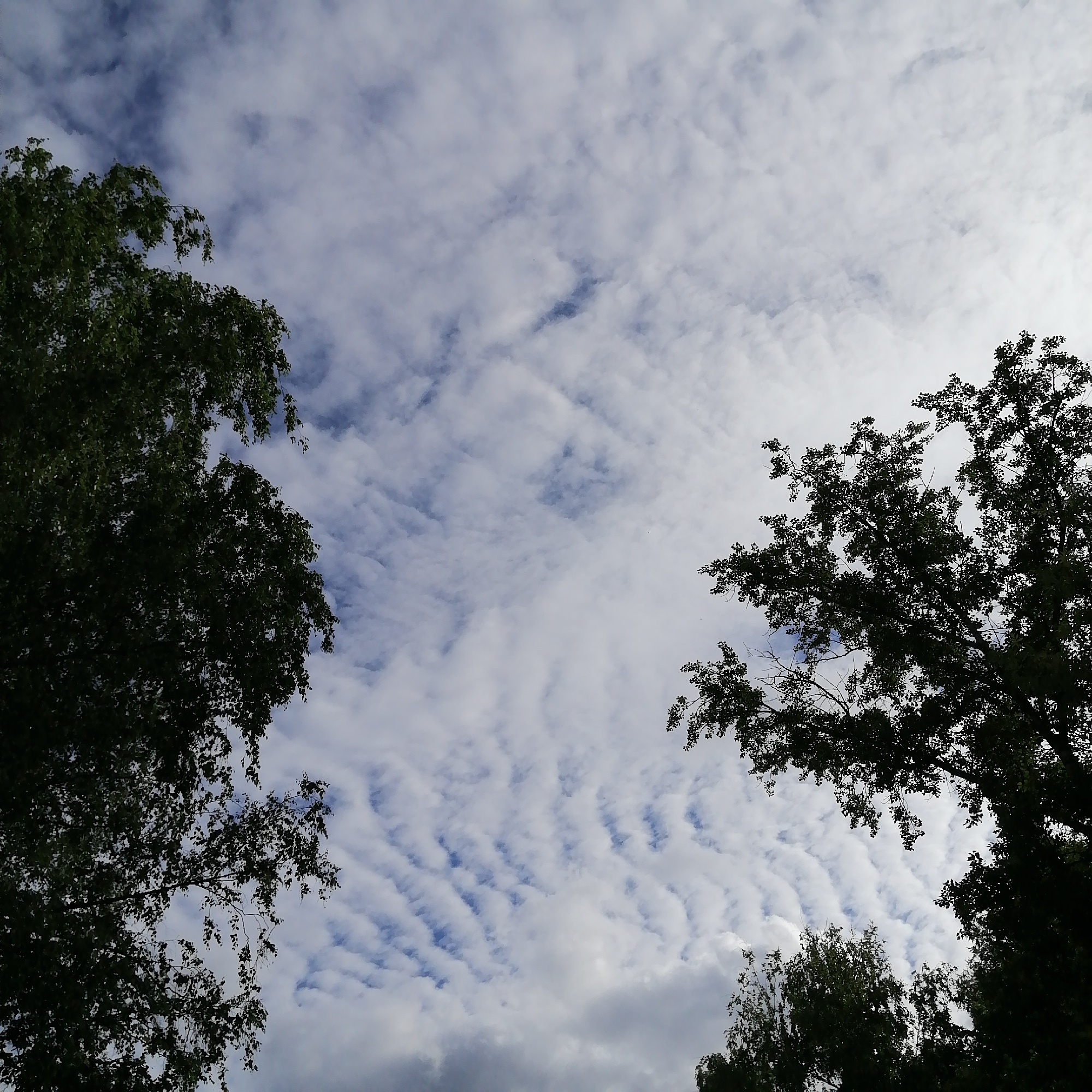 An outdoor, low-angle shot captures a cloudy sky with trees silhouetted in the foreground and midground. The sky is filled with a pattern of white, wispy clouds that are stretched across a pale blue background, suggesting a breezy day. On the left side of the frame, a dense canopy of dark green leaves from a tree hangs over the sky. On the right side, another tree with similar foliage partially frames the sky. A cluster of trees with dark leaves is visible in the lower center of the image. The overall impression is a view looking up through trees towards a sky with dramatic cloud formations, potentially taken in a park or natural area within Trubacheyevka, Russia.