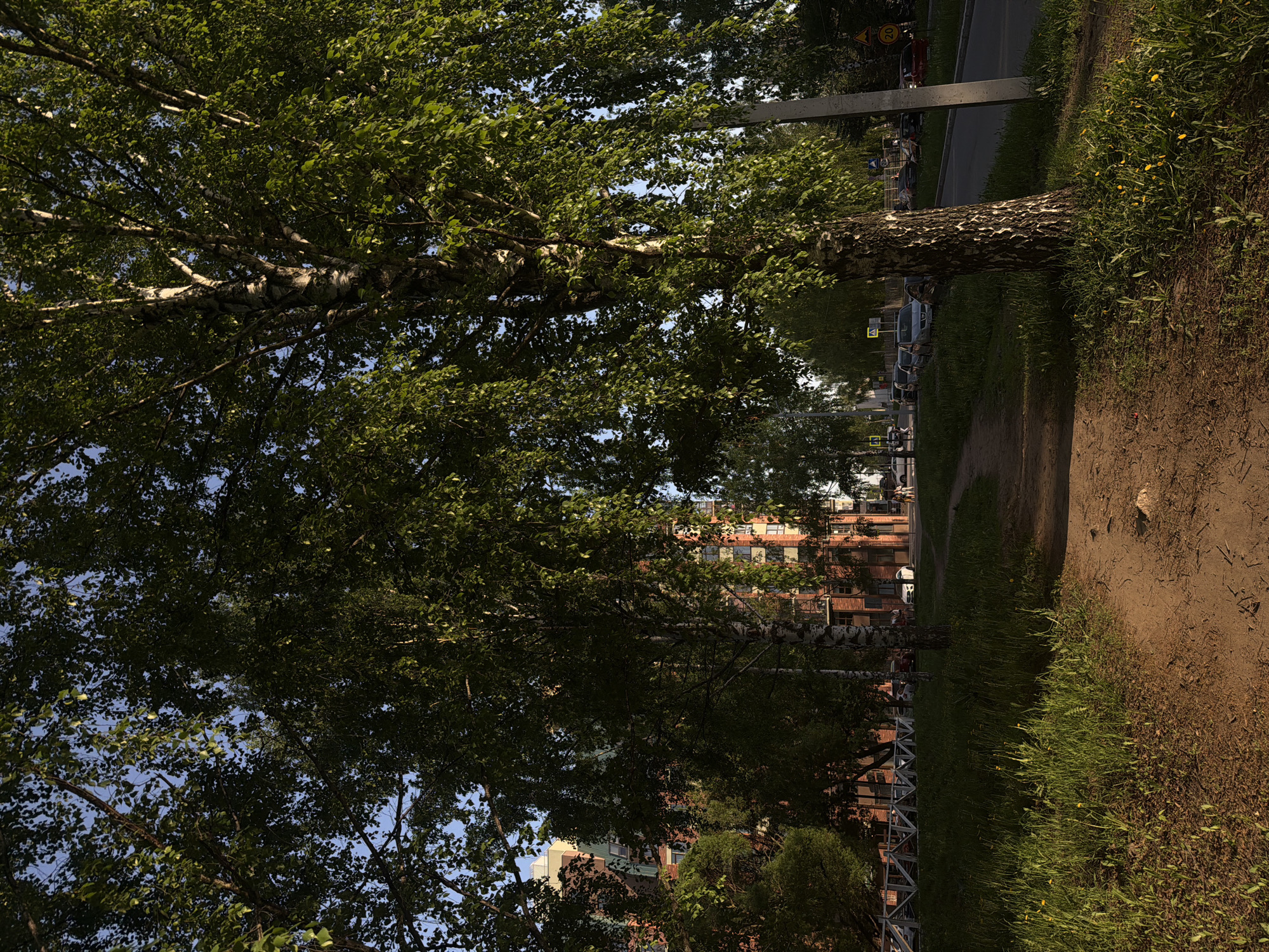 The image depicts a tree-lined path in Izhevsk, Russia. The path, made of dirt, is lined with grass. A birch tree's trunk is visible on the right side of the path. Across the path is a road with parked cars and traffic. In the background, buildings are visible.