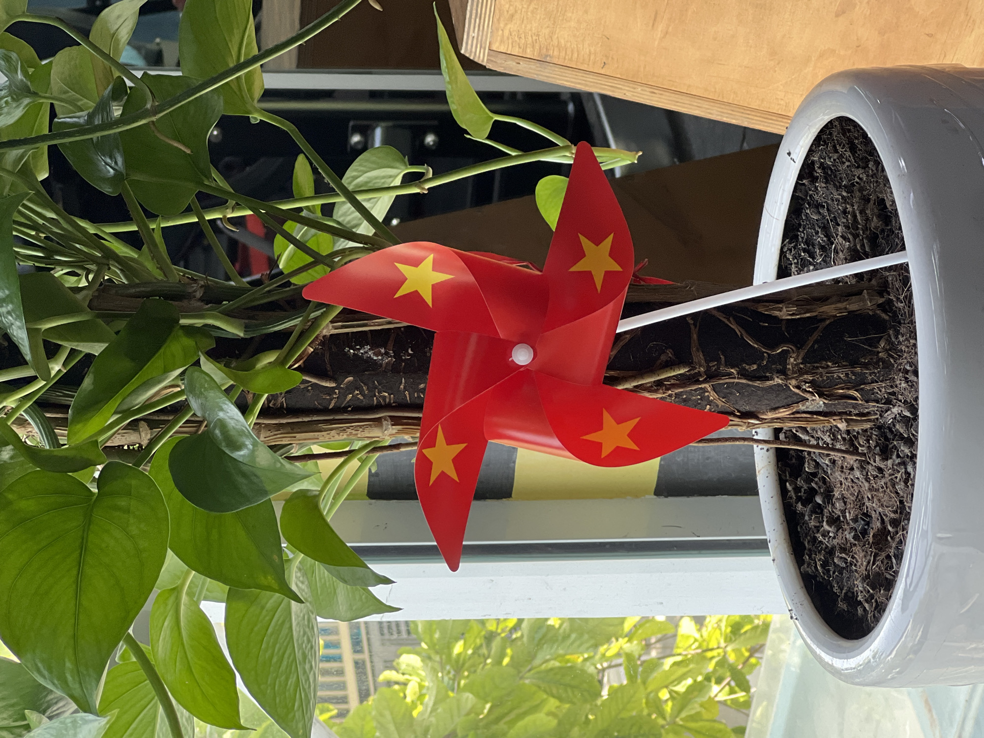 This media file captures a close-up, brightly lit indoor scene featuring a lush green plant and a decorative pinwheel.
**Subjects:** The primary subjects are a vibrant green leafy plant, likely a Pothos or similar trailing vine, and a red pinwheel with yellow stars. The plant's broad, glossy leaves and numerous stems fill a significant portion of the left and upper frame. The pinwheel is centered towards the right, inserted into the soil of a clean, white, glossy ceramic plant pot, which is visible on the far right.
**Activity or event taking place:** No specific activity or event is occurring. The pinwheel is stationary, serving as a decorative element within the plant pot.
**Notable details:** The pinwheel is distinctively red with five-pointed yellow stars on each of its four blades, bearing a strong resemblance to the flag of Vietnam. This detail aligns with the provided location context of Nam Nha Trang, Vietnam. The plant appears healthy and well-watered. Natural light illuminates the scene, suggesting it is daytime. Through a window behind the plant pot, blurred outdoor elements are visible, including green foliage from trees or plants and what appear to be light-colored buildings in the distance. The soil in the pot shows some visible dry roots or organic matter.
**Visible text:** There is no visible text in the image.