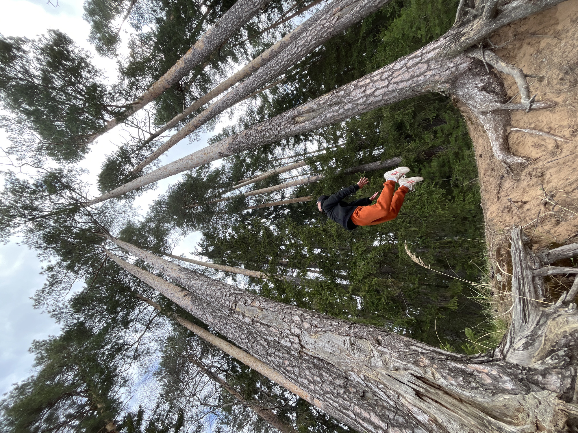 A person wearing a black jacket and orange pants is suspended in mid-air amidst a forest of tall, straight trees. The person's feet are oriented towards the right side of the frame, and the direction of the trees indicates a low angle of perspective, suggesting the photo was taken from below, looking up. The trees have rough bark and dense green foliage towards the top, with some bare branches visible near the lower part of the frame. A sandy bank with exposed roots is visible on the right. The sky is overcast. This photograph was taken near Chaikovsky, Russia.