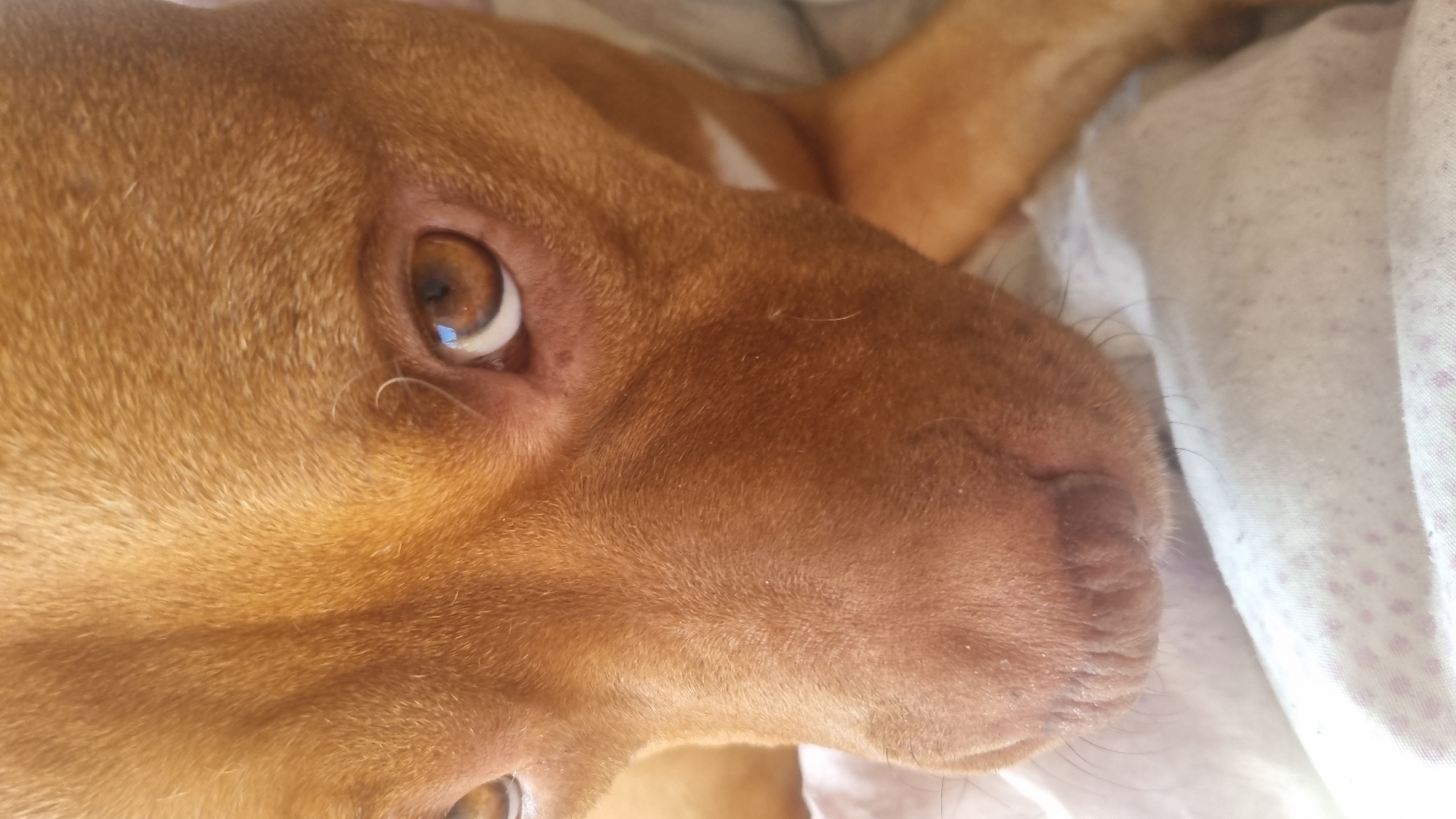 A close-up shot shows the head and snout of a tan-colored dog lying on a bed covered with a white sheet with a faint dot pattern. The dog's eye is brown with a visible reflection of light. The dog's nose is close to the sheet.