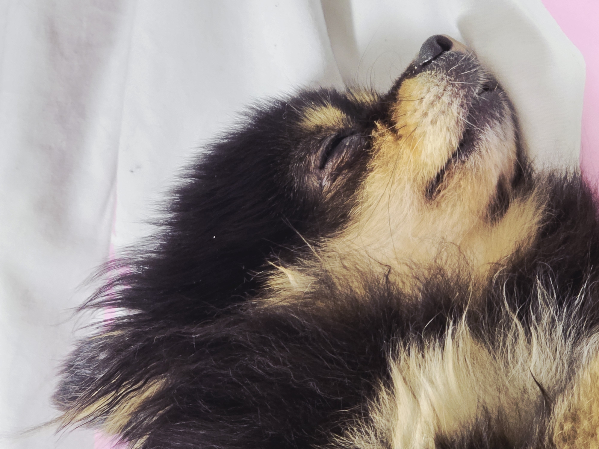 A close-up shot of a sleeping dog's head on a white and pink background. The dog has black and tan fur. The location is not discernible from the image.