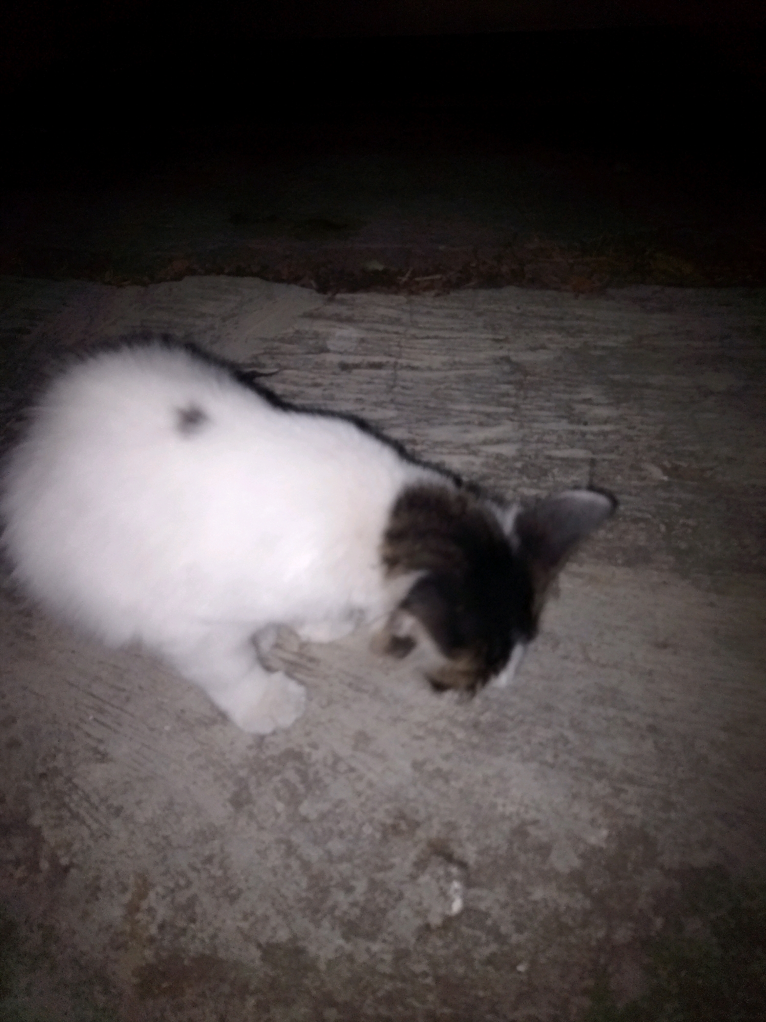 A domestic cat with white and dark brown fur is crouched on a paved surface, possibly a sidewalk or road, in Kalijambe, Indonesia. The cat is predominantly white with dark brown markings on its head and back, and a single dark spot on its left flank. It appears to be sniffing the ground. The environment is dark, suggesting it is nighttime or the area is poorly lit. The background is out of focus and appears to be a dark, undefined area.