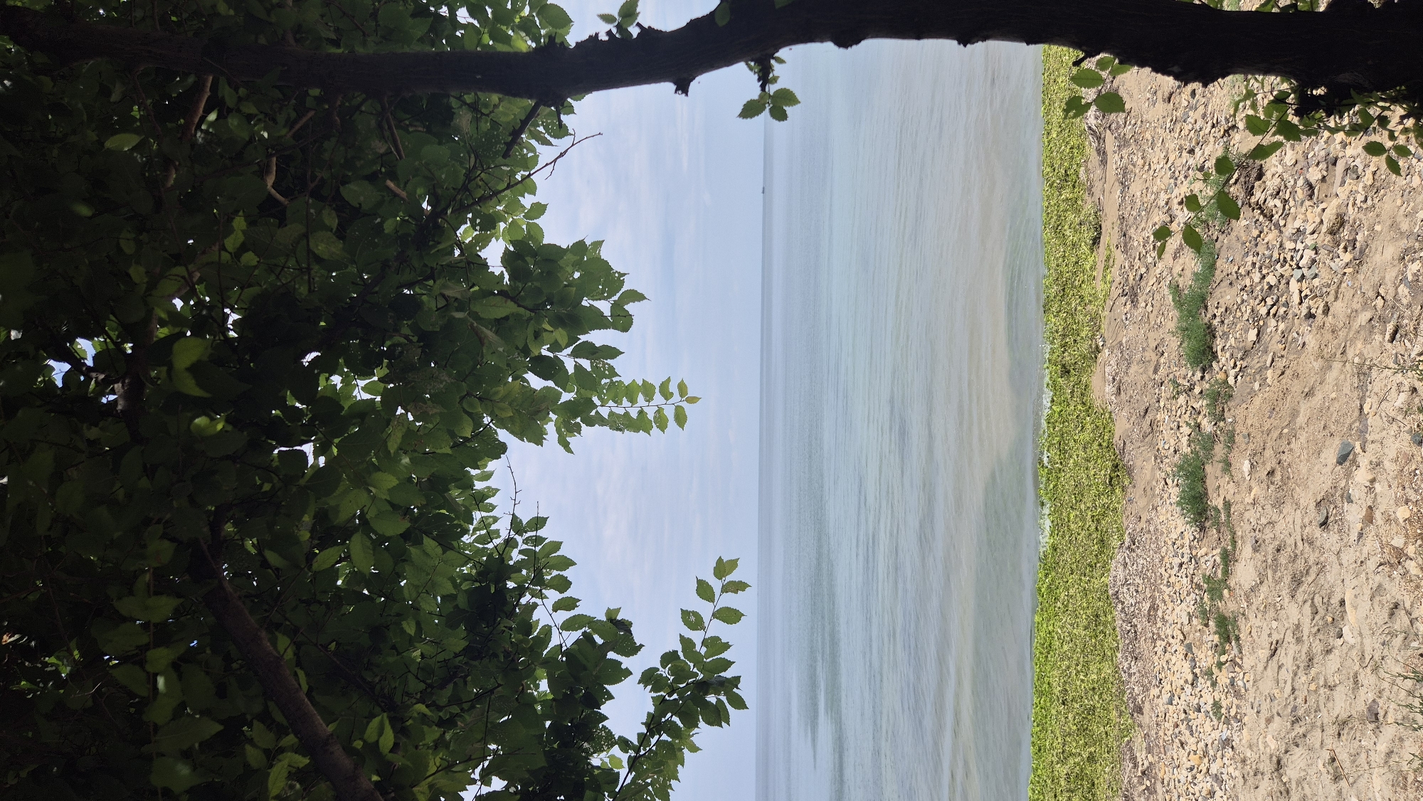 A view of the Black Sea from a beach in Ravda, Bulgaria, is framed by the leaves and branches of a tree. The foreground consists of a sandy and stony beach. Beyond the beach, a dense mat of green vegetation, possibly seaweed or aquatic plants, lines the edge of the water. The Black Sea stretches out to the horizon, its surface calm with gentle ripples. The sky above is overcast with light clouds. A dark tree trunk and branches with green leaves dominate the right side and the top of the image.