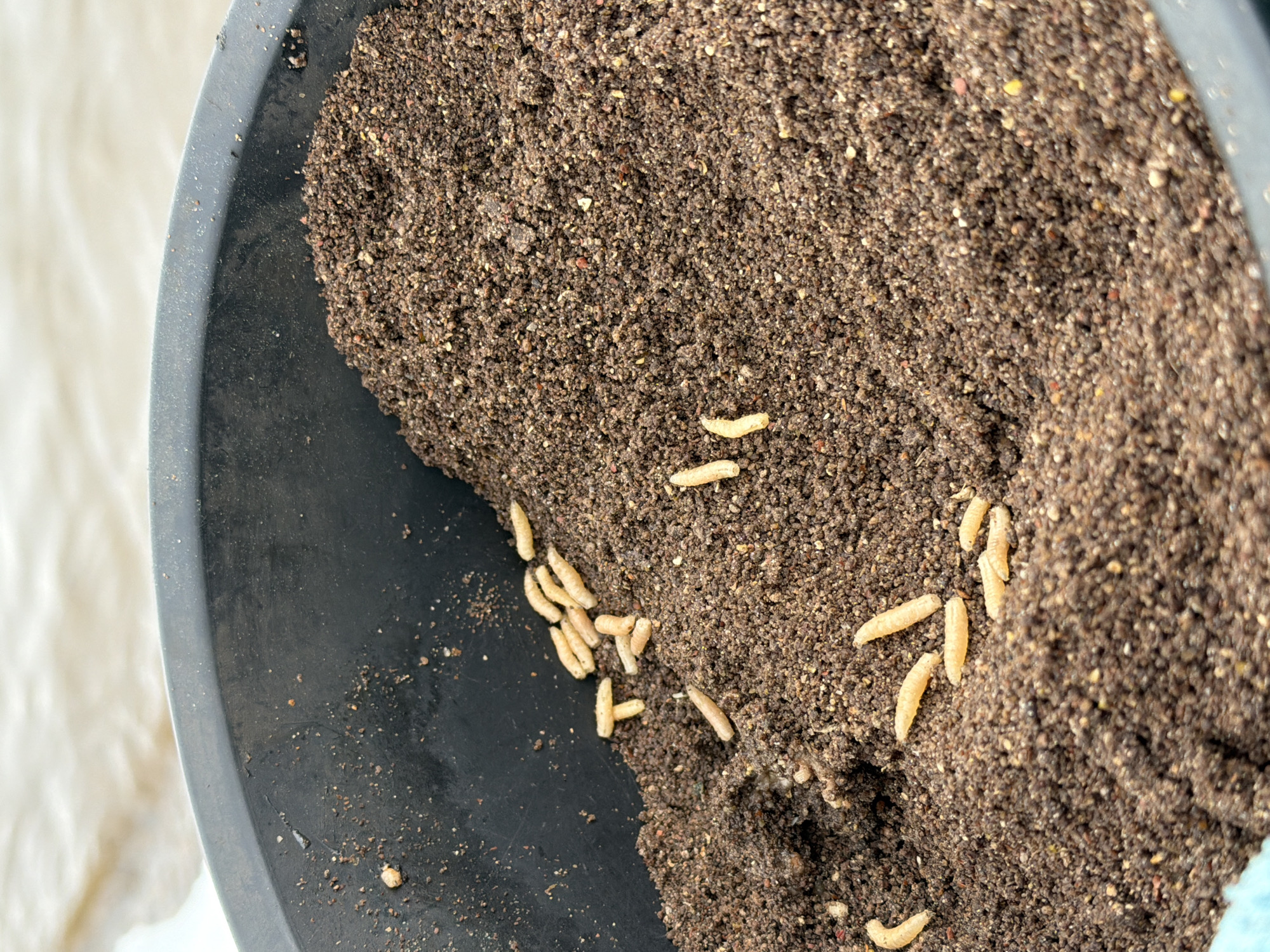 A close-up, high-angle shot depicts a black plastic container partially filled with a dark brown granular substance mixed with several pale, creamy-white larvae. The granular substance appears to be soil or a similar particulate material. The larvae are scattered throughout the material and near the edge of the container. The lighting is bright and appears natural. A small portion of what seems to be a white or light-colored surface can be seen outside the container. There is no information about the location in the city of Chaikovsky, Russia.
