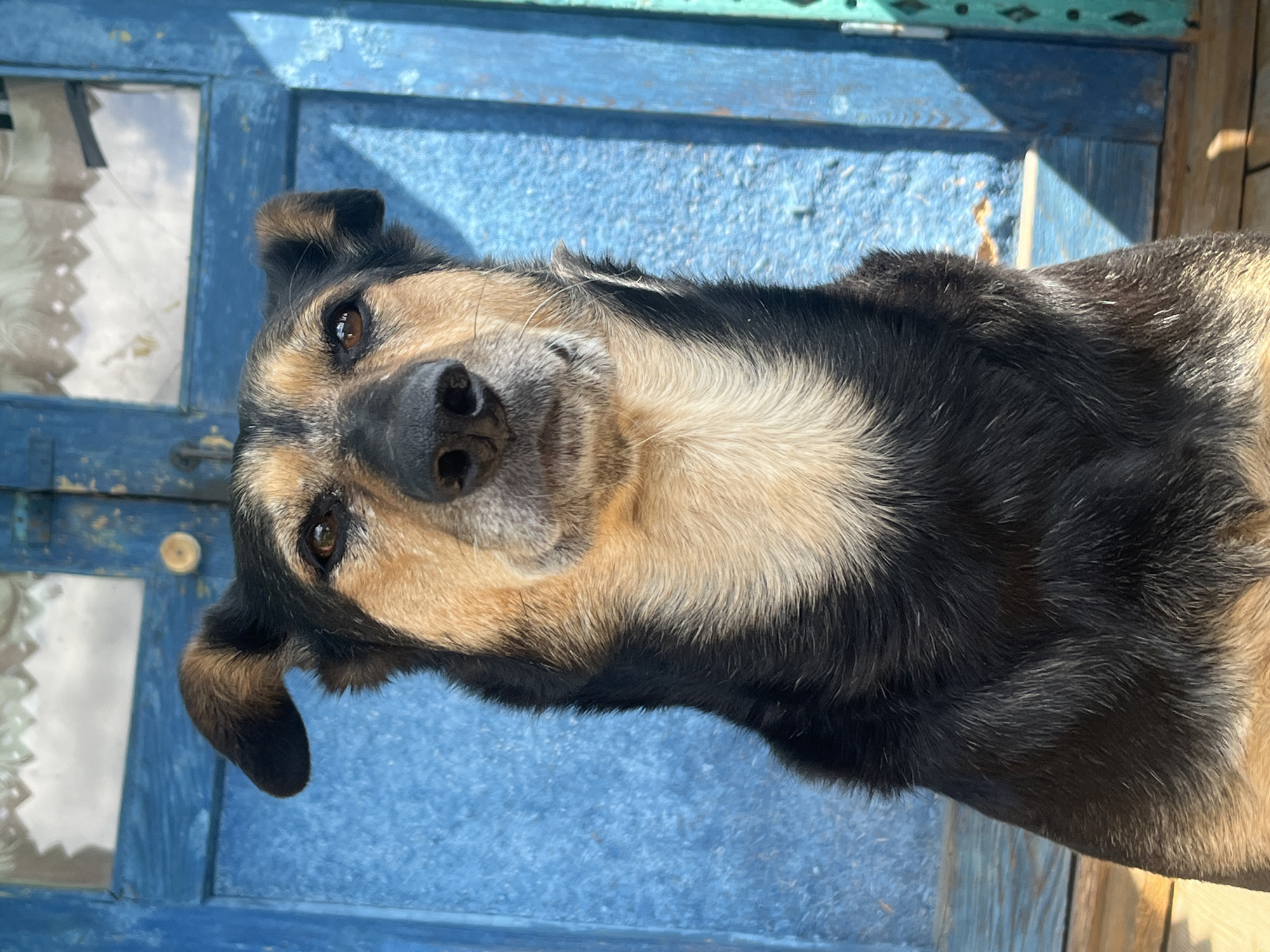 A medium shot of a dog with black and tan fur is captured sitting in front of a weathered, bright blue wooden door. The dog's head is tilted slightly, and its ears are perked, with one ear flopped over. The dog's eyes are brown and appear to be looking directly at the camera. The door behind the dog has a window with white lace curtains, and there is a light fixture visible on the door. Sunlight casts shadows on the door and the dog. The scene suggests an outdoor setting, possibly a porch or entrance to a building. The location is not specified in the image itself or the provided crops.