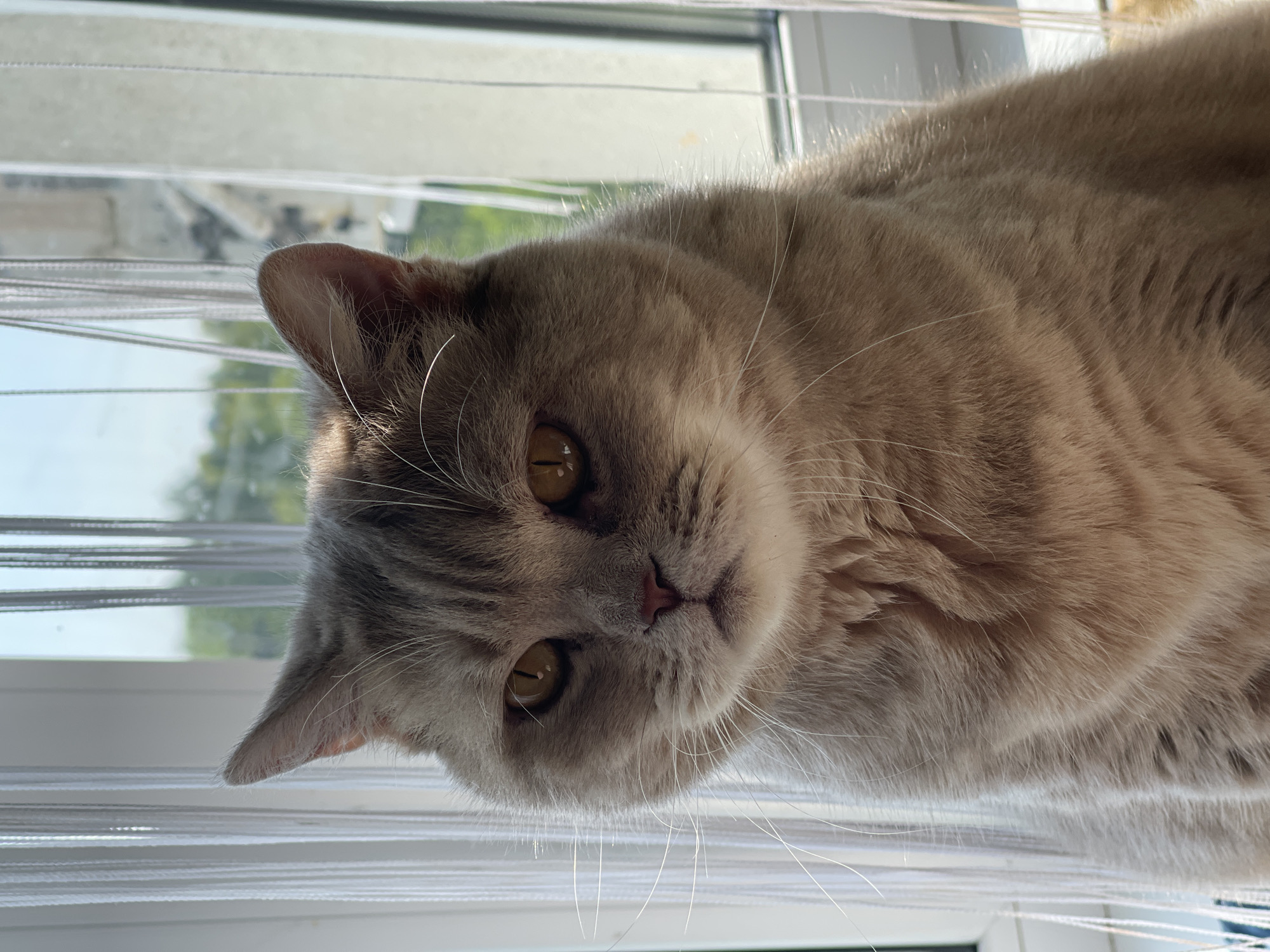 A close-up, eye-level, frontal shot captures a fluffy, light brown cat sitting indoors near a window. The cat is facing the camera, with its head slightly tilted. Its large, amber eyes are prominent, and its ears are pricked. The cat's fur appears soft and well-groomed, with subtle tabby markings on its face.
The background is blurred, suggesting the photo was taken indoors. A white, string-like curtain hangs vertically to the left of the cat, and to the right, a window is visible with a glimpse of green foliage and a building in the distance, possibly indicating a suburban or urban setting. Sunlight is streaming in from the window, casting a warm glow on the cat's fur. The overall impression is a peaceful, domestic scene.
There are no people visible in the image, and the cat is the sole subject. The image does not provide any specific information about the location in the city of Samara, Russia.