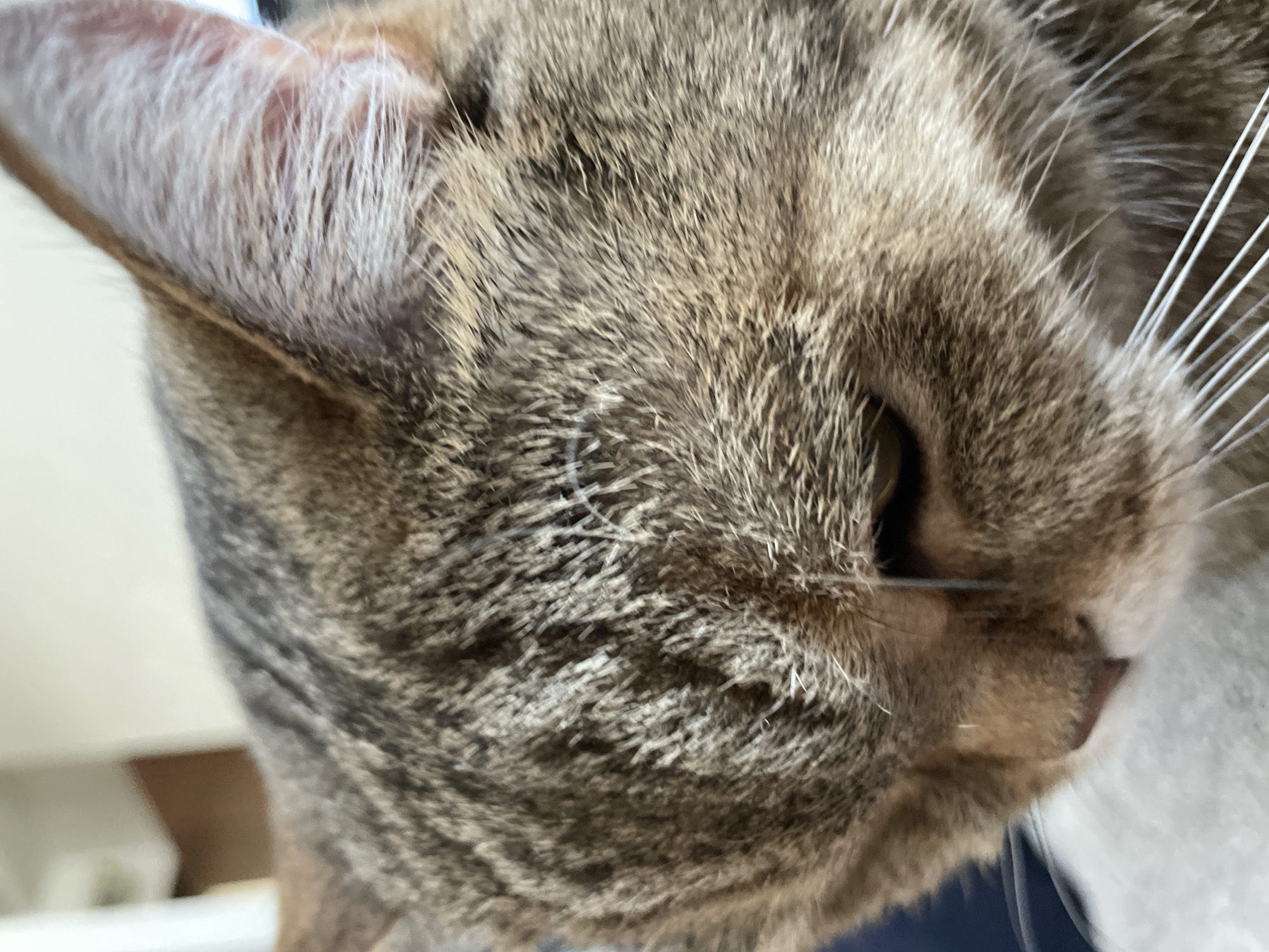 This image depicts a close-up of a domestic short-haired cat's head in an indoor setting within Saint Petersburg, Russia. The cat exhibits a tabby fur pattern, predominantly composed of brown and grey tones with lighter cream-colored accents, particularly on the inner ear and around the muzzle. The right ear is clearly visible, featuring fine white fur within the pinna. The right eye is partially visible, appearing dark. A small, thin, circular white foreign fiber is present on the fur of the cat's forehead. Another longer, thin, dark fiber or loose hair hangs vertically near the outer corner of the visible eye. The cat's head is angled downwards and to the left, indicating it is looking away from the camera or resting. Prominent white vibrissae (whiskers) extend from the cat's muzzle. The background is out of focus, showing indistinct light areas in the upper left, possibly a wall or window, and blurred darker shapes. The immediate foreground below the cat's head includes indistinct white and dark blue/navy colored fabrics or surfaces.