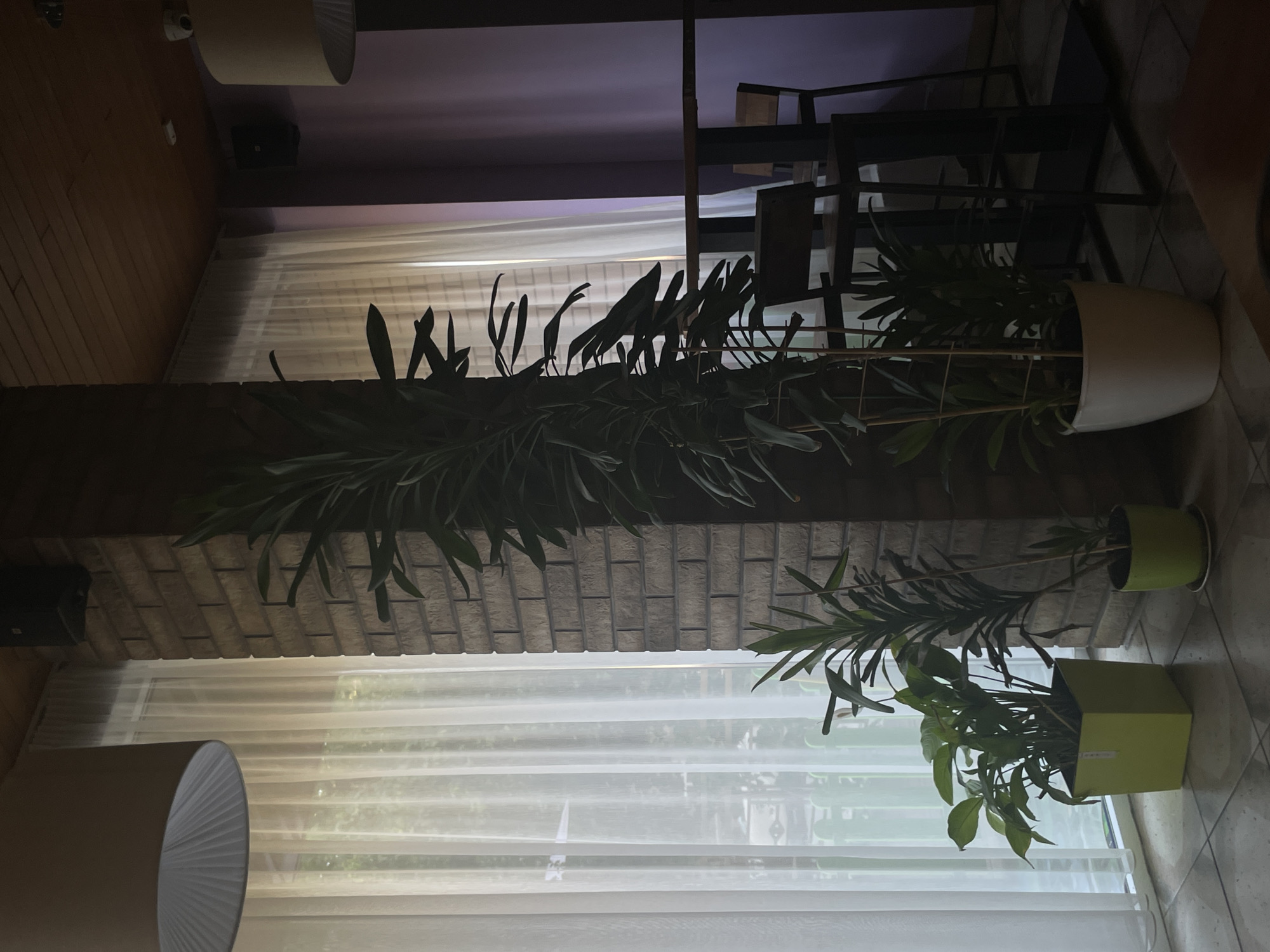 The image depicts an interior scene featuring two plants in pots positioned near a window with sheer white curtains. One plant is in a white pot, and the other is in a lime green pot. A brick pillar is visible between the two plants. The scene suggests an indoor setting, possibly a home or office, with natural light filtering through the curtains. Chairs, a lamp, a ceiling and wall paneling are also visible. The image's orientation appears to be rotated. There is no information to identify the location as Izhevsk, Russia.