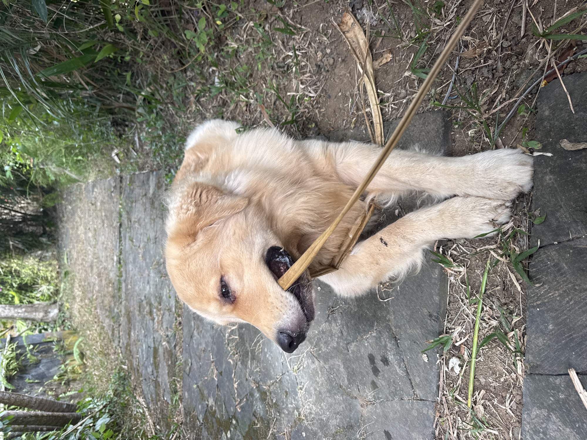 A golden retriever is lying on a stone pathway with a thin stick in its mouth. The dog is facing left, with its head turned slightly upwards. Its eyes are open, and its ears are perked. The pathway is made of dark gray stones, and there is dry grass and some green vegetation growing between the stones. In the background, there is a blurry path leading into a lush green area with trees and foliage. The lighting suggests it is daytime, with soft shadows indicating it is not direct midday sun. The overall scene appears to be outdoors, possibly in a garden or a park. There are no people visible in the image.