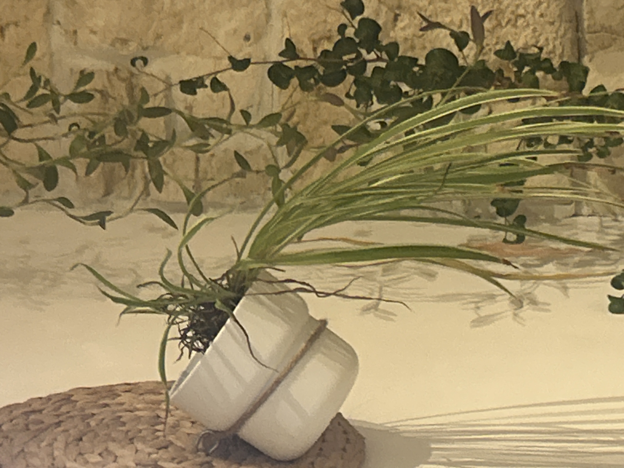 A medium shot depicts a tilted white pot containing a plant with long, green and white striped leaves. The pot is secured with a tan rope or string wrapped around it. The pot sits on a woven tan surface. In the background, there are leafy green vines against a textured beige wall. The scene appears to be indoors and illuminated with a warm light source, creating soft shadows. Location and date is unknown.