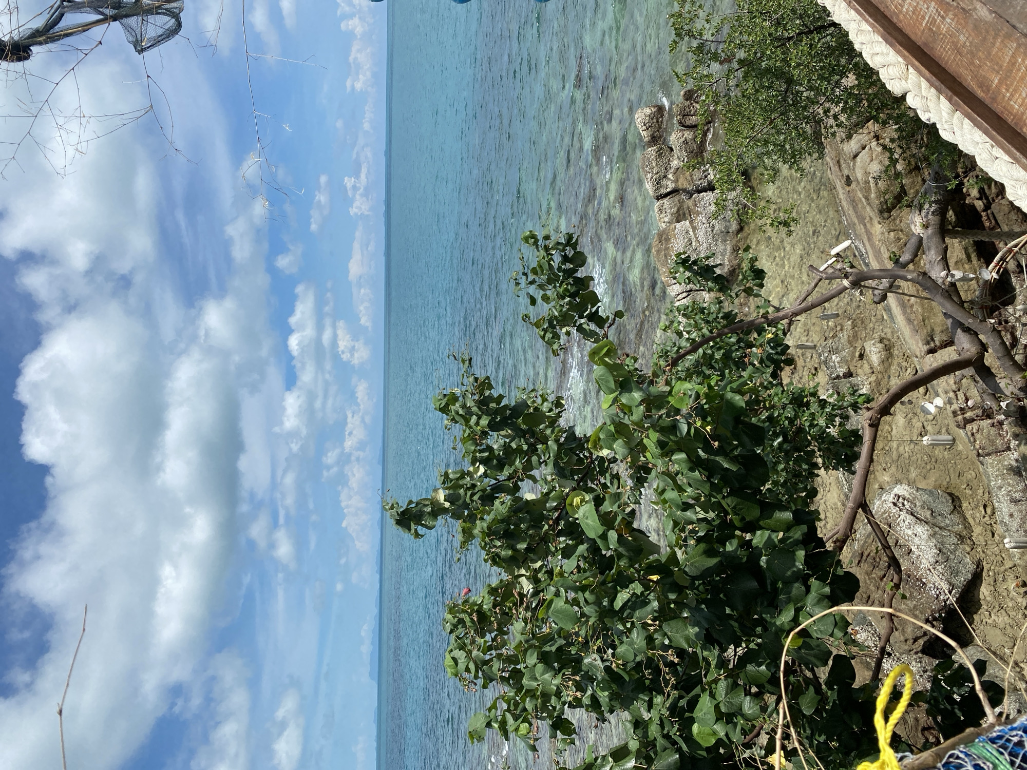 A lush green tree with thick foliage stands prominently in the foreground, its branches extending towards the crystal-clear turquoise ocean. The water is shallow enough to reveal the rocky seabed and scattered coral formations. In the distance, a hazy, mountainous landmass is visible on the horizon, under a bright blue sky dotted with fluffy white clouds. The scene is framed by weathered wooden structures and rough ropes, suggesting a coastal setting or a viewpoint overlooking the sea.