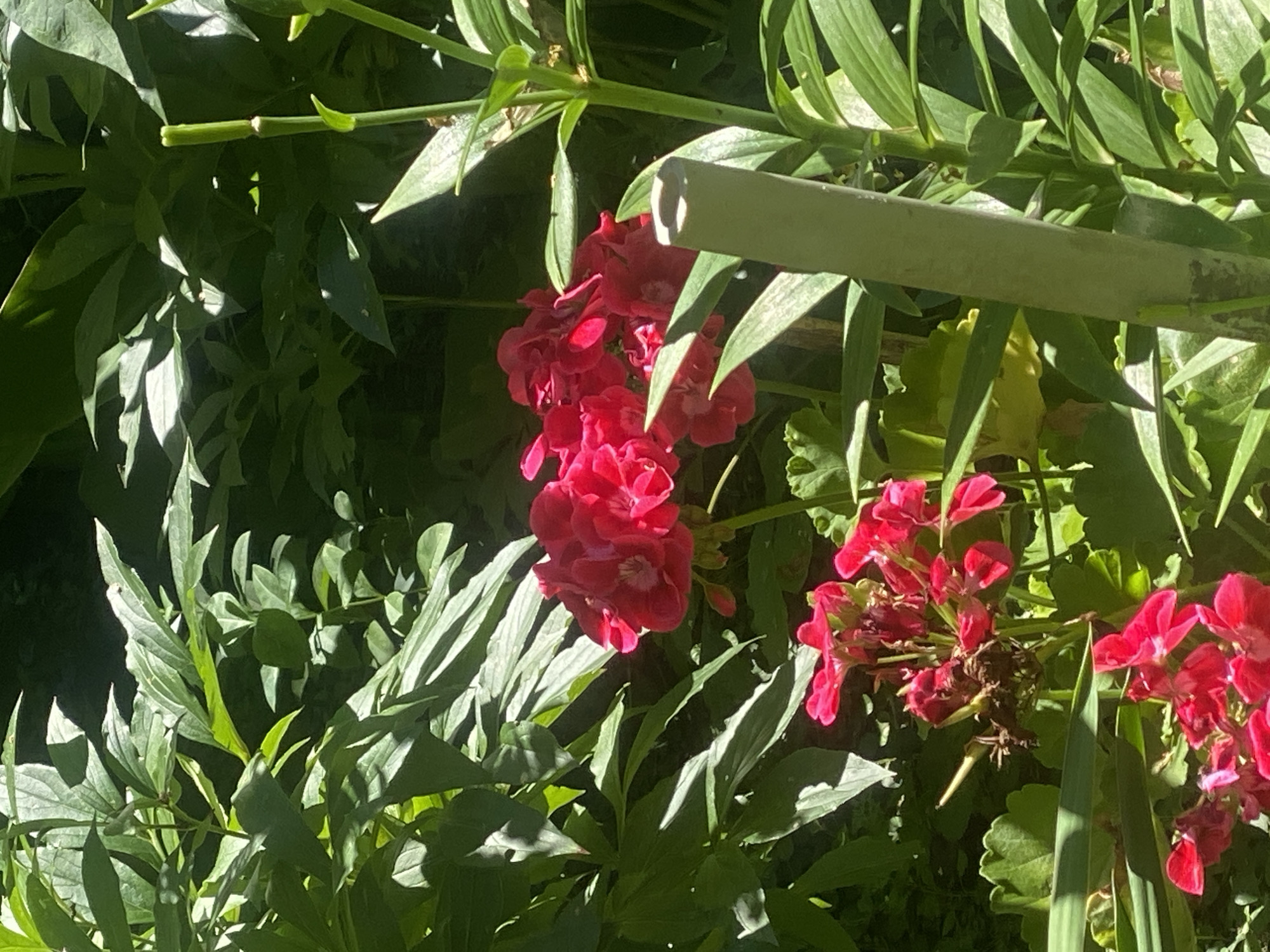 The image depicts a close-up view of a garden with vibrant pink flowers in bloom, possibly geraniums, surrounded by lush green foliage. The sunlight filters through the leaves, creating dappled patterns on the plants. In the foreground, a thick, light green plant stem stands vertically, partially obscuring some of the flowers. The background consists of dense, dark green leaves, suggesting a shaded area of the garden. The overall scene evokes a sense of natural beauty and tranquility. There is no indication of any specific location in Poltava, Ukraine within the image itself.