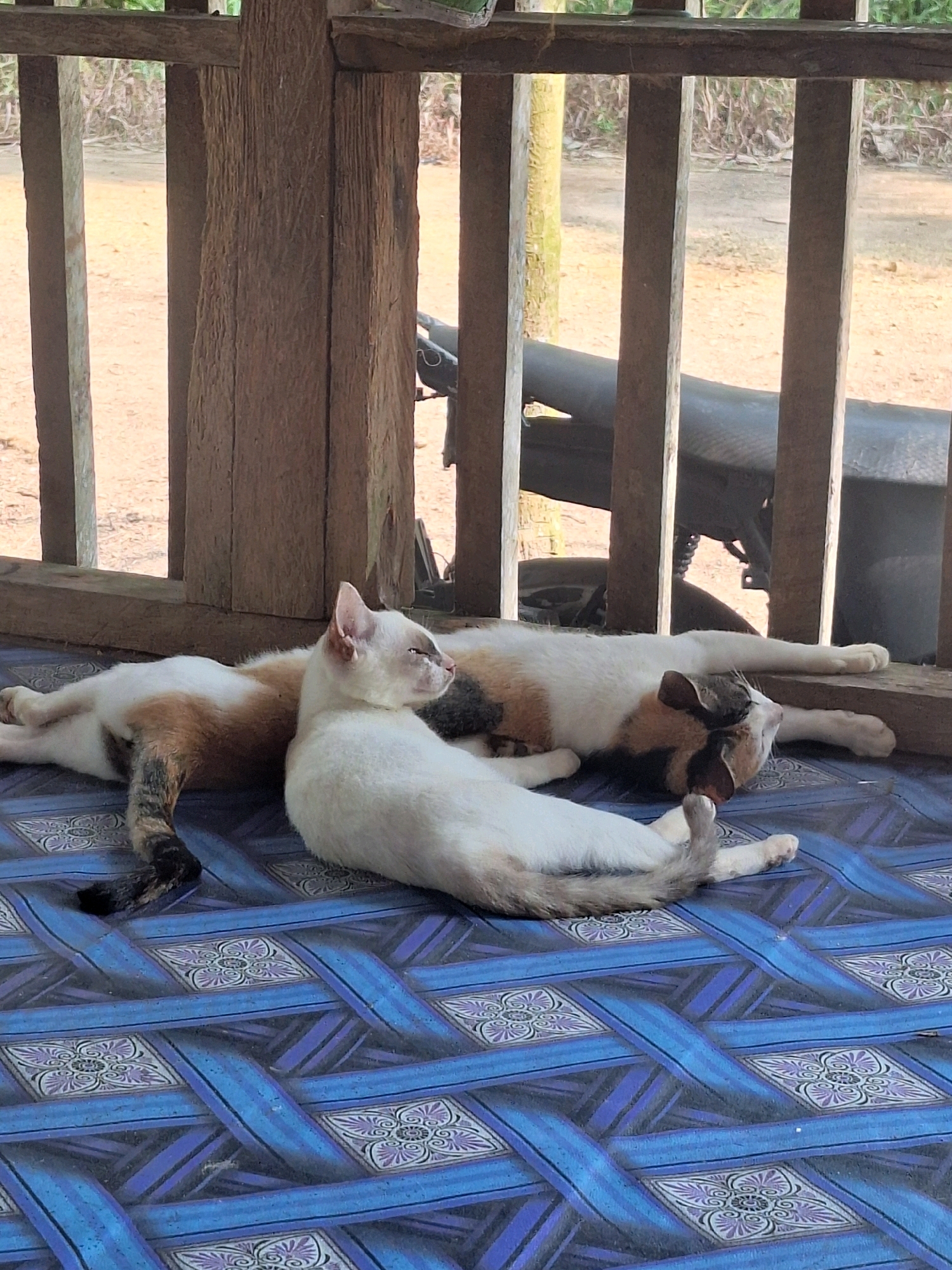 Two cats are lying on a blue mat with a woven pattern. The cat in the foreground is white with a light brown and black pattern on its back and tail. Its head is turned to the right, and its eyes are closed. The second cat, partially visible behind the first, is predominantly white with patches of brown and black on its back. It appears to be sleeping. The cats are lying in front of a wooden structure with vertical slats. Behind the wooden structure, a dark object, possibly a motorcycle, is visible. The ground outside the structure is sandy. The scene appears to be outdoors, possibly on a porch or veranda in a rural or semi-rural setting. The location is identified as Air Tawar, Indonesia.