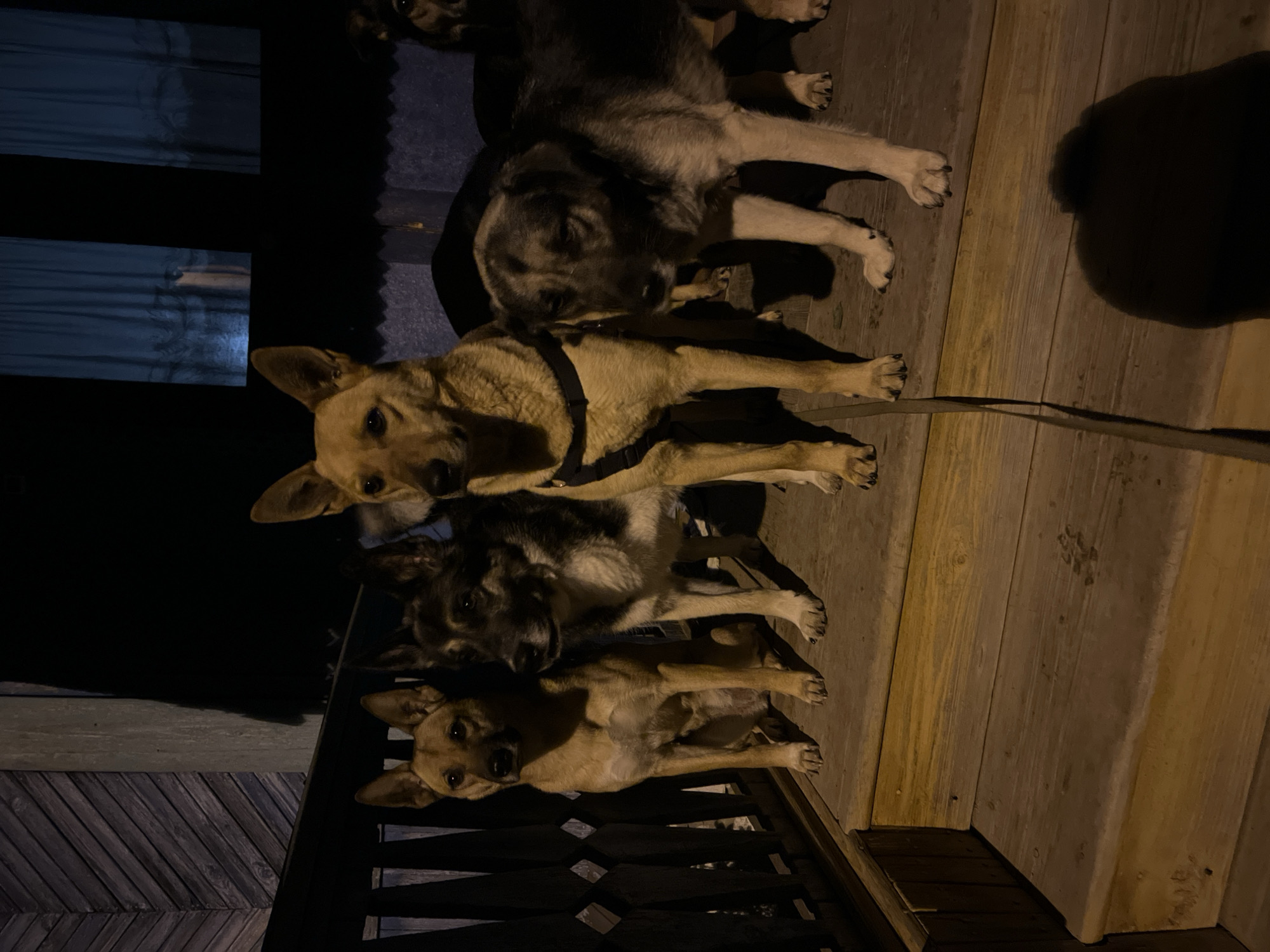 A low-angle, dimly lit photograph shows at least four dogs of varying sizes and coat colors on a wooden deck or porch, with a railing visible in the lower left. The dogs are closely packed, and appear to be in line. The first dog, closest to the camera, is light brown. The second dog appears to be a mix of light brown and black. The third dog is dark. There is a leash attached to the first dog. The location of the city in Nizhny Tagil, Russia is not evident from the image.