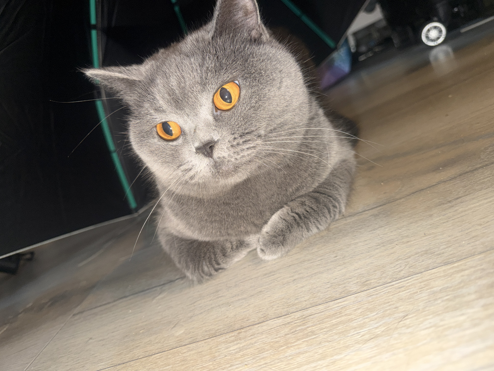 The image shows a close-up of a British Shorthair cat with bright orange eyes. The cat is gray and appears to be lying on a light-colored wooden floor. The cat is positioned in the lower right of the frame, with its body extending out of view. In the upper left quadrant of the image, a dark, possibly black, object partially obscures the background, with some green vertical elements visible. The overall lighting suggests an indoor environment. There are no visible people or any specific landmarks that would indicate a location in Szczecin, Poland.