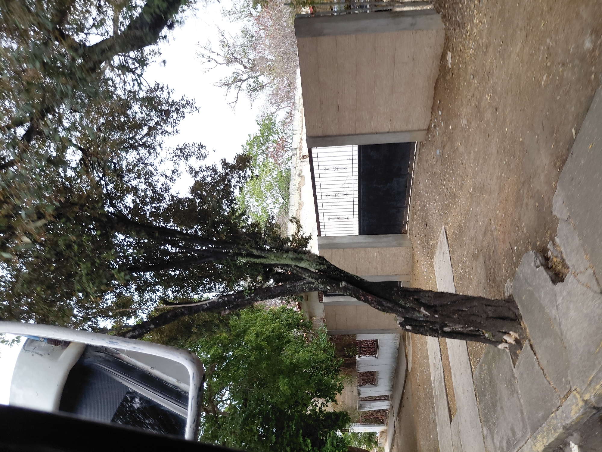 The image depicts a street scene in Santa Ana, Venezuela. A twisted tree trunk is prominent on the right side, growing from the sidewalk. Behind the tree, there is a building with a gate, partially obscured by foliage. The frame of a vehicle is visible in the lower-left corner, suggesting the photo was taken from inside a car. The ground is covered in dirt and debris. The sky appears overcast.