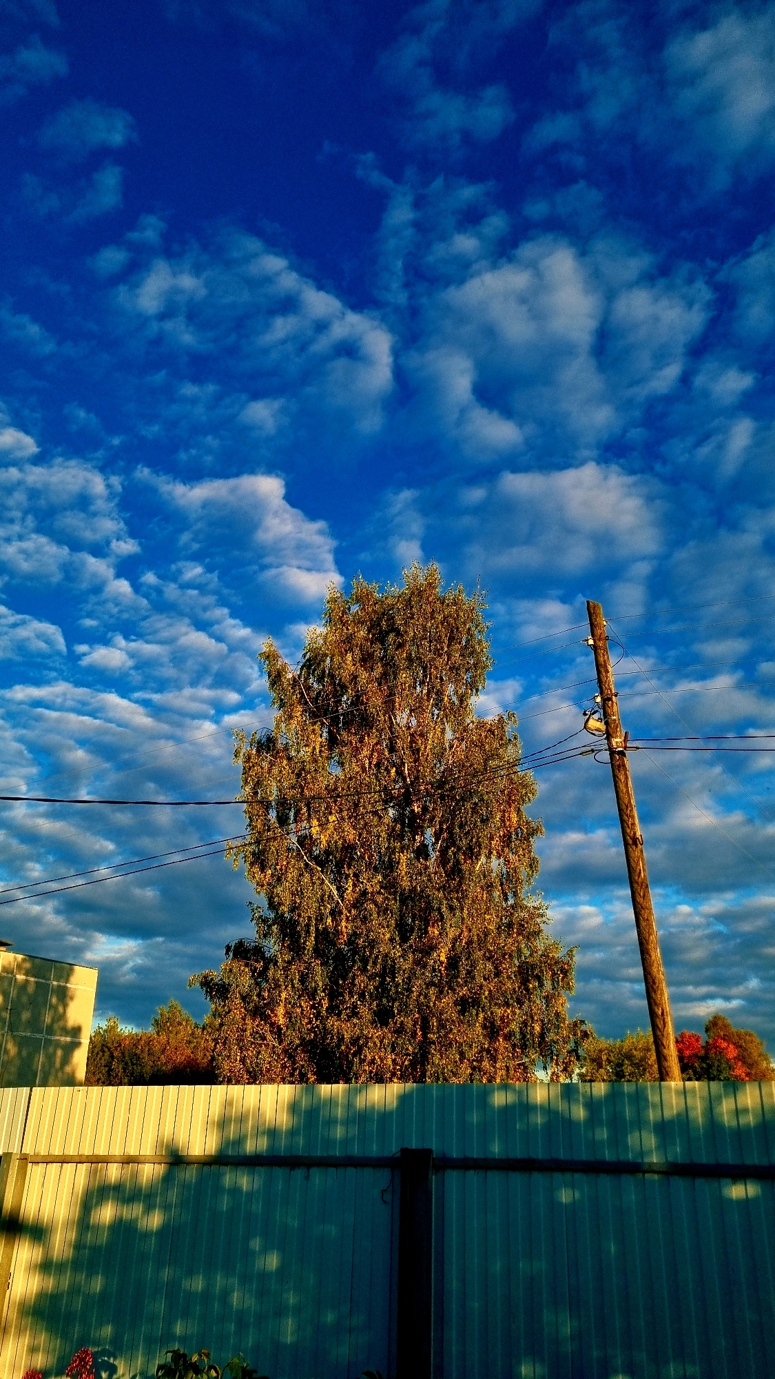 This is a photograph taken in the city of Vysokoe, Russia, likely during autumn, as indicated by the golden hues of the foliage on a prominent tree. The image captures a scene with a bright blue sky filled with scattered white clouds, creating a dynamic backdrop. In the foreground, a light green, corrugated metal fence runs horizontally across the frame. Shadows of tree leaves are cast upon this fence, suggesting the sun is low in the sky, possibly early morning or late afternoon.
Behind the fence, a large tree with dense, golden-brown foliage dominates the center of the image. To the right of the tree, a weathered wooden utility pole stands, with several wires running from it and across the frame. A light-colored building is partially visible on the left side, behind the fence. The overall impression is one of a rural or suburban residential setting, bathed in the warm light of the sun. There are no people or animals visible in the photograph. The scene is static and peaceful.